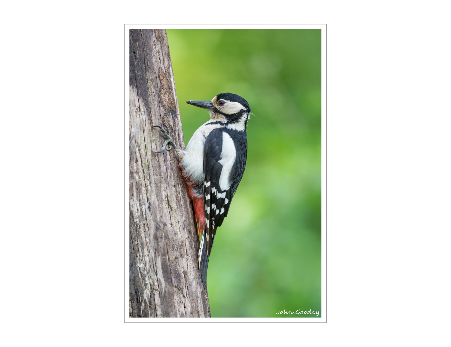 (Image: Canon EOS 5D Mark III, EF500mm f/4L IS II, 1/800 sec @ f/4, ISO 800, tripod, hide)