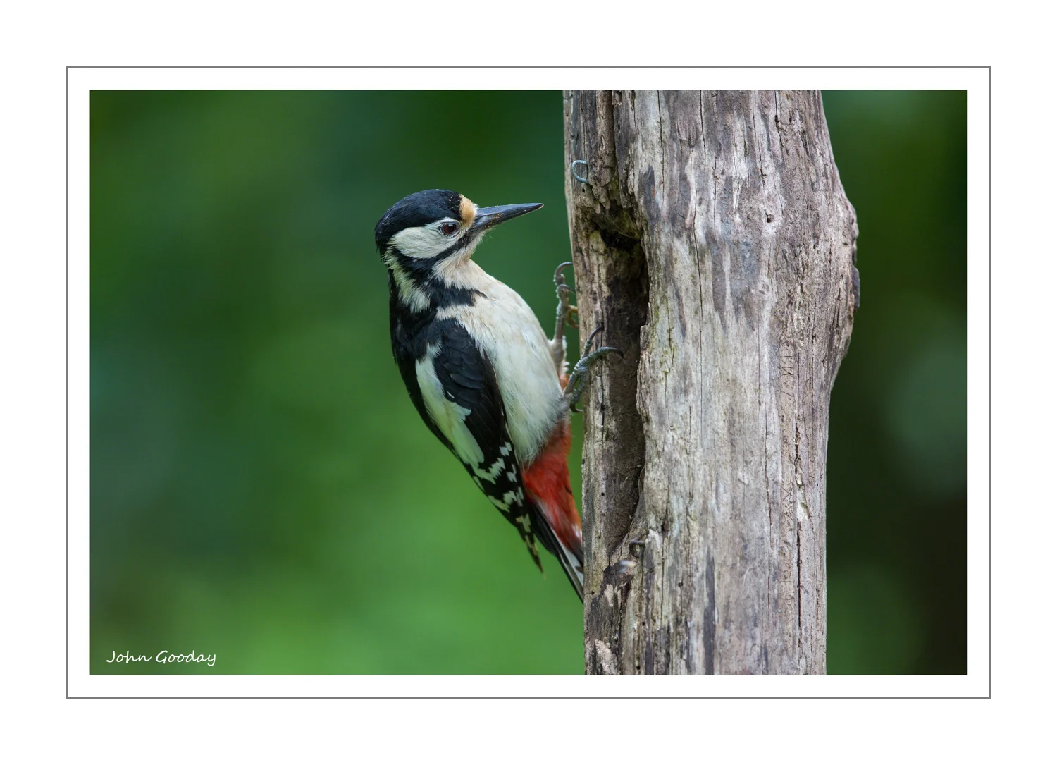 (Image: Canon EOS 5D Mark III, EF500mm f/4L IS II, 1/400 sec @ f/4, ISO 800, tripod, hide)
