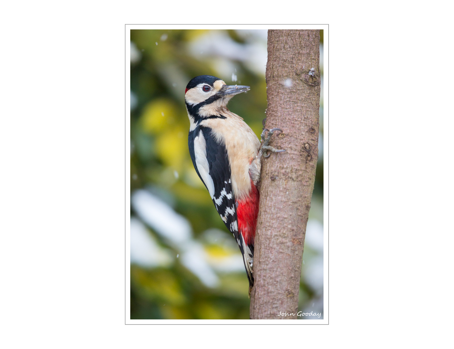 (Image: Canon EOS 5D Mark III, EF500mm f/4L IS II, 1/200 sec @ f/4, ISO 2000, tripod, hide)
