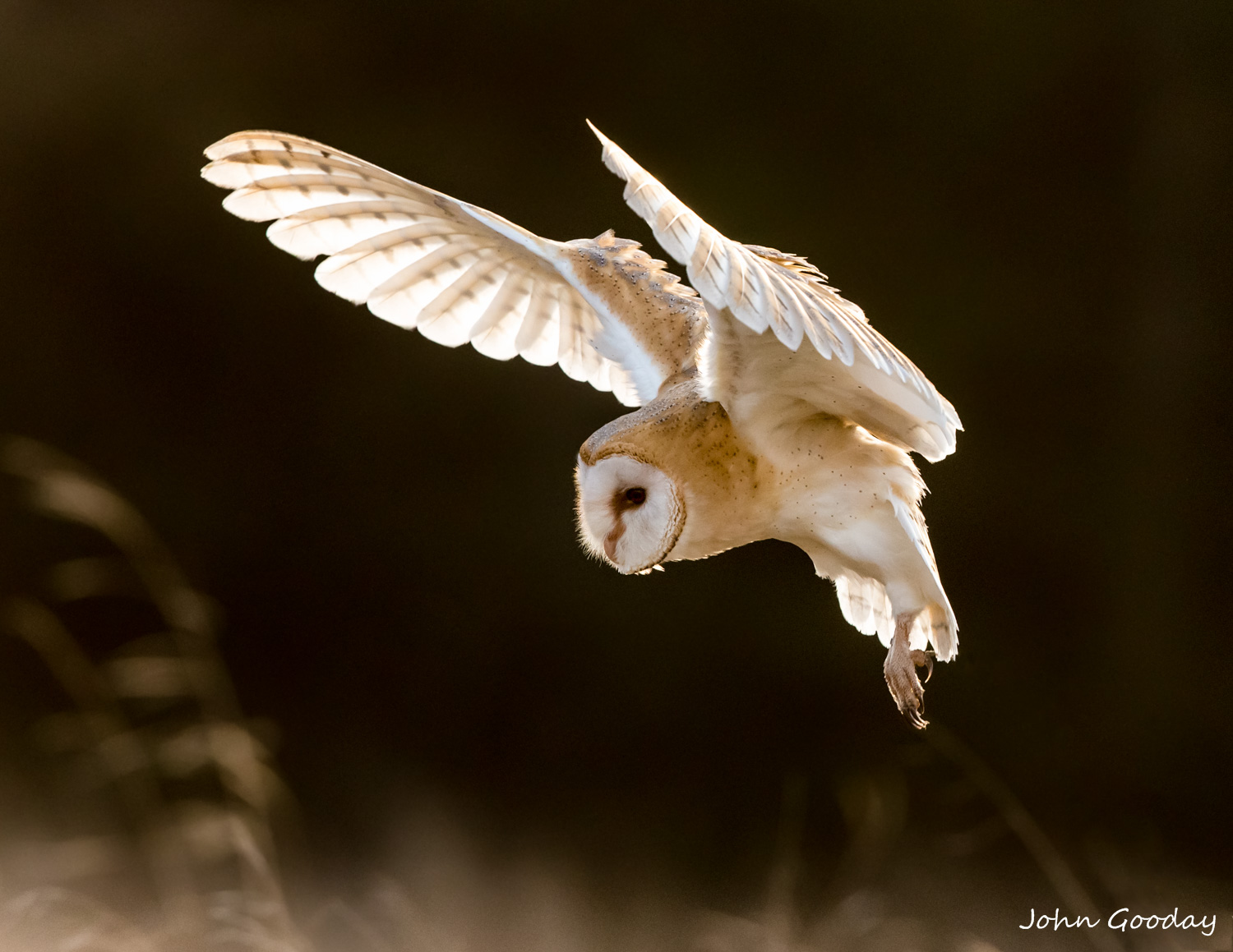 barn owl _70R1291  Website.jpg