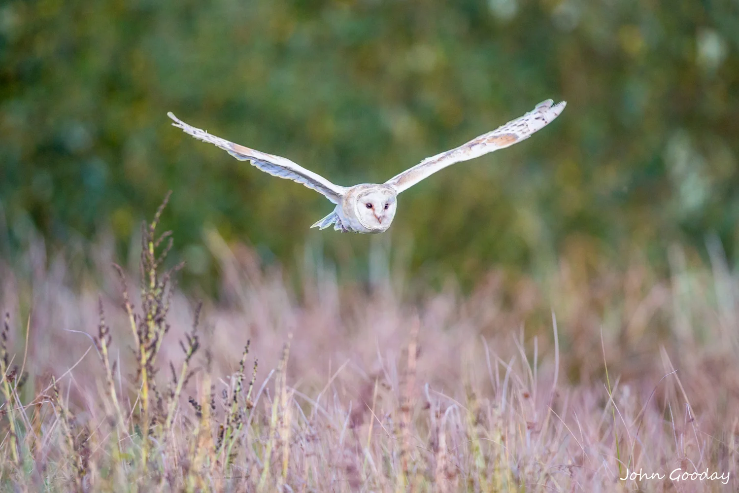 barn owl _70R9642  Website.jpg