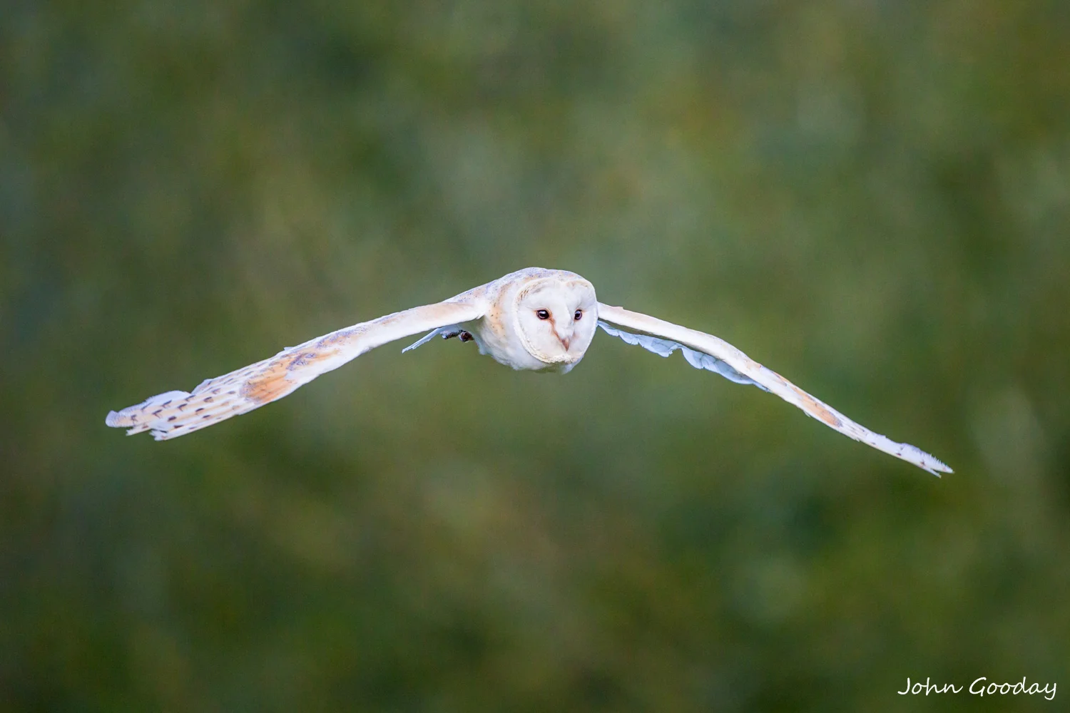 barn owl _70R9689 as Smart Object-1  Website.jpg