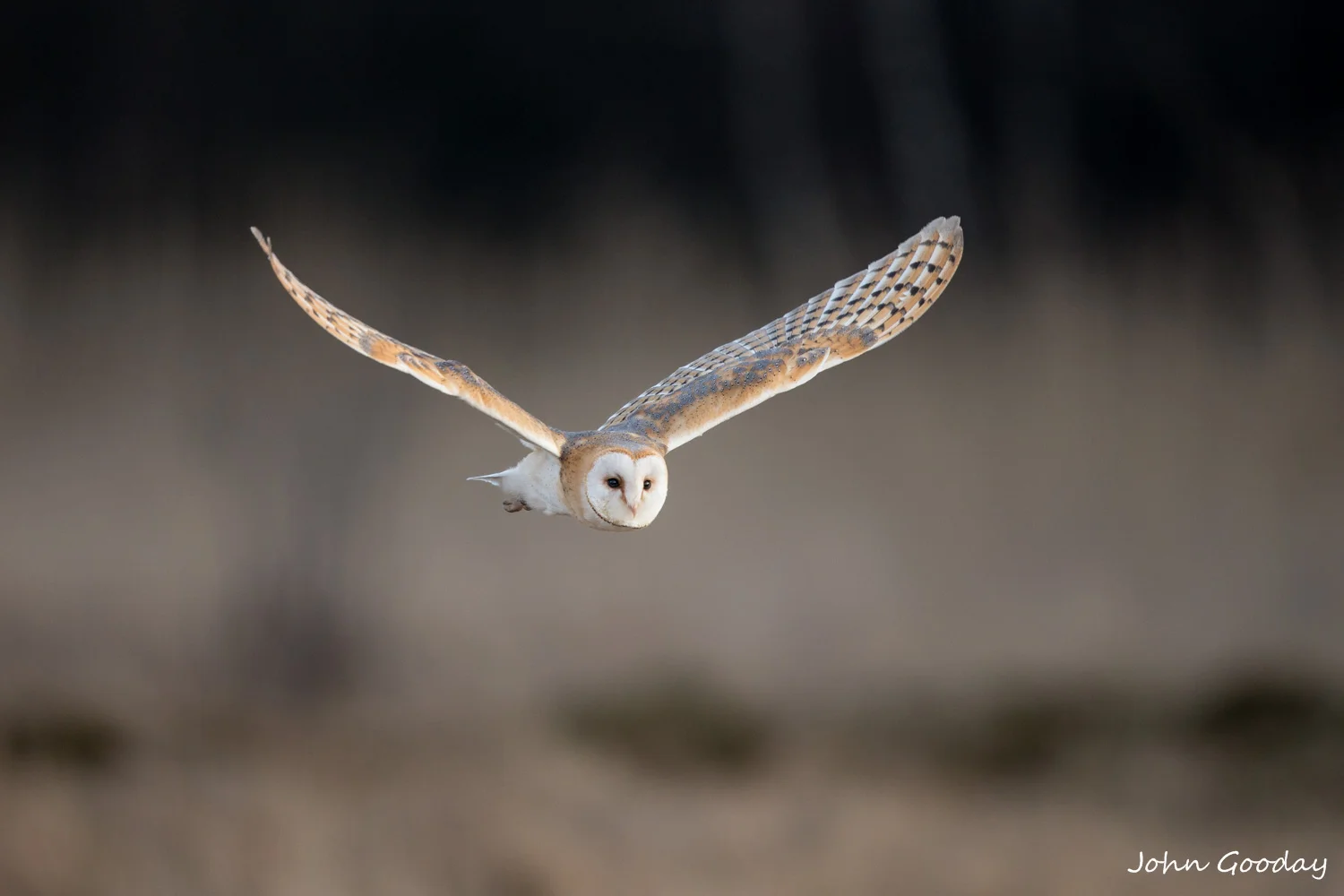 barn owl 8 bit sRGB  _70R1073  Website.jpg