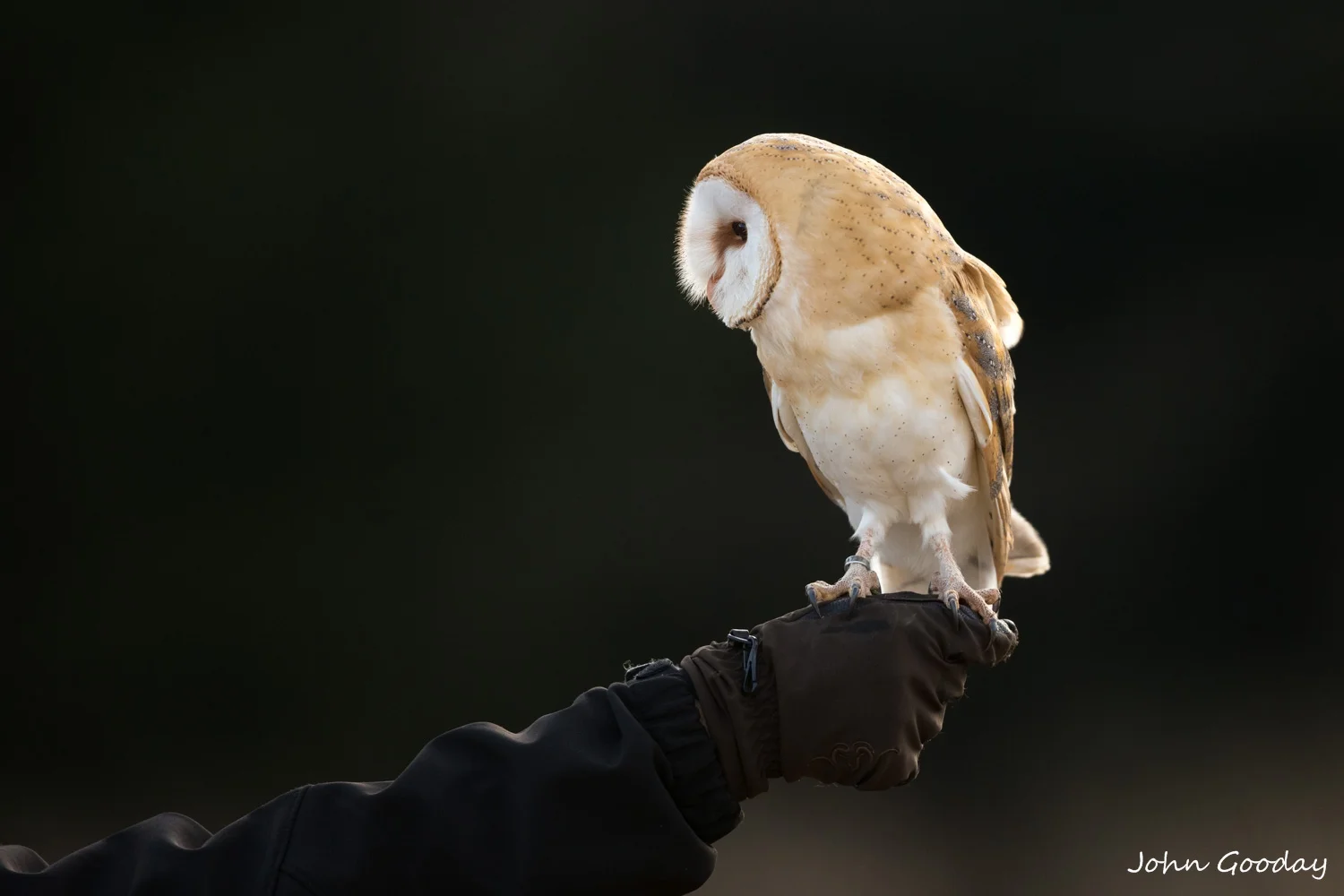 barn owl 16 bit AdobeRGB  _70R1181  Website.jpg