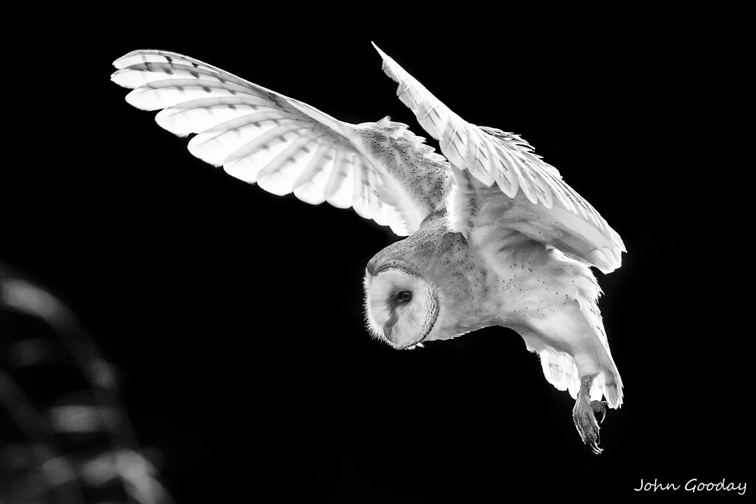 barn owl BW _-1291  Website.jpg