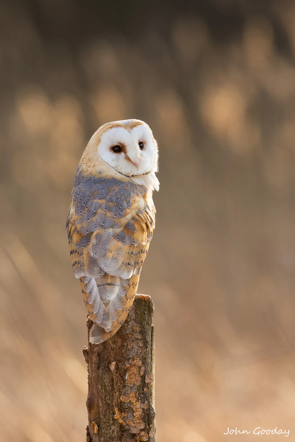 barn owl8 bit sRGB _70R1366  Website.jpg