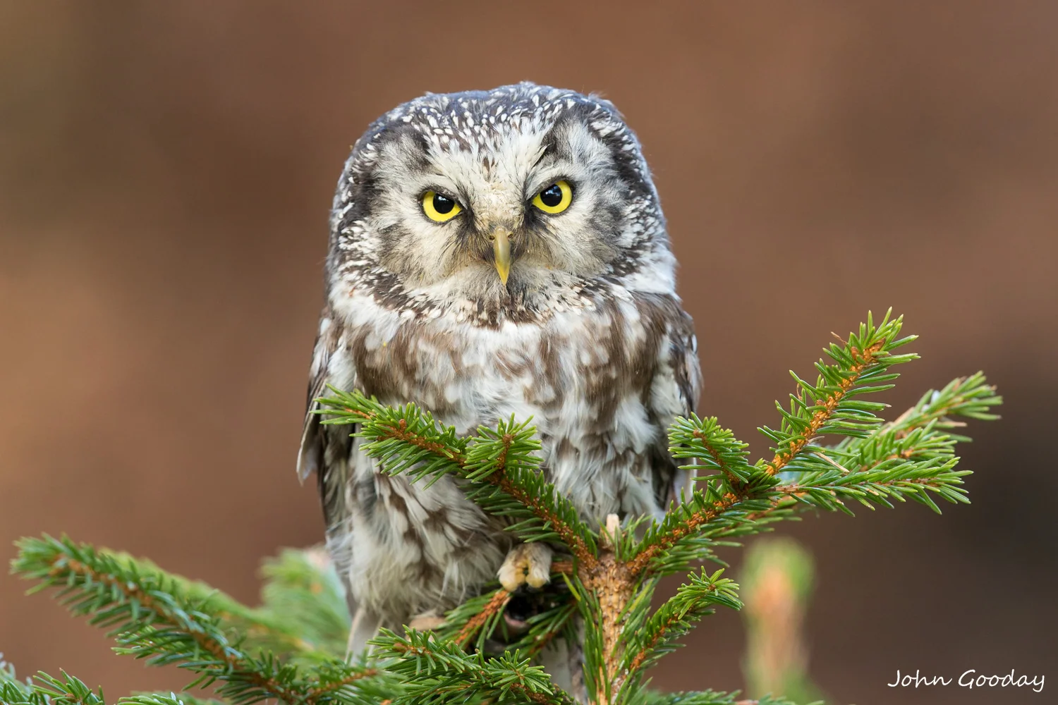 boreal owl 8 bit sRGB  _70R1800  Website.jpg