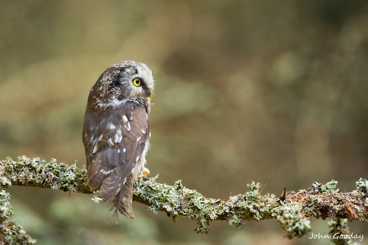 boreal owl 16 bit AdobeRGB t-7596  Website.jpg