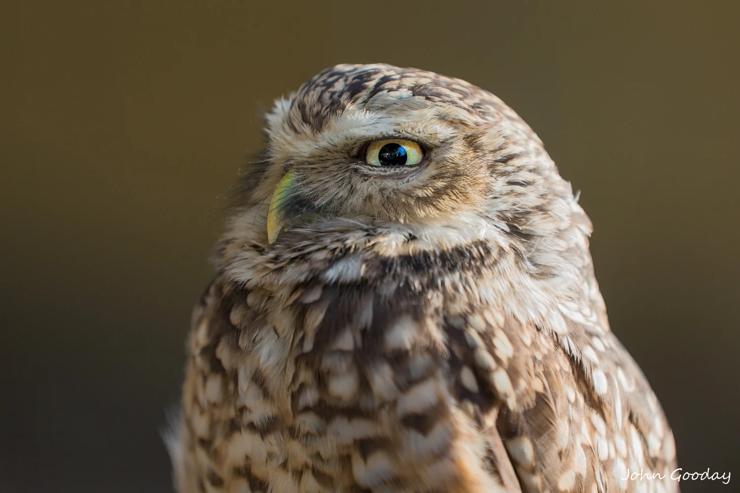 burrowing owl 8 bit sRGB  3875  Website.jpg