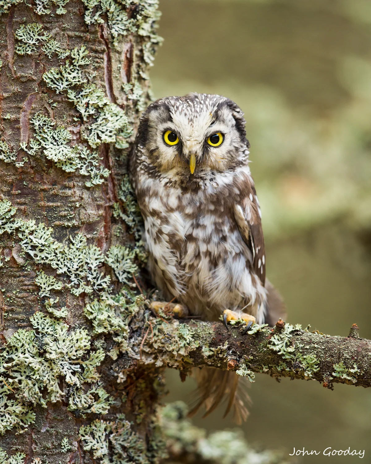 Boreal owl MASTER 7766  Website.jpg