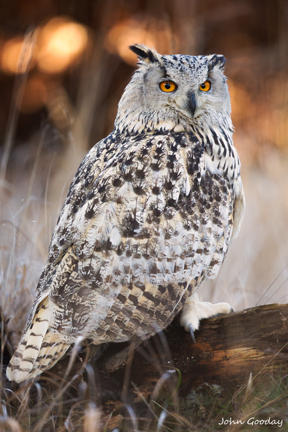 Eagle owl 8 bit sRGB  untitled shoot  Website.jpg