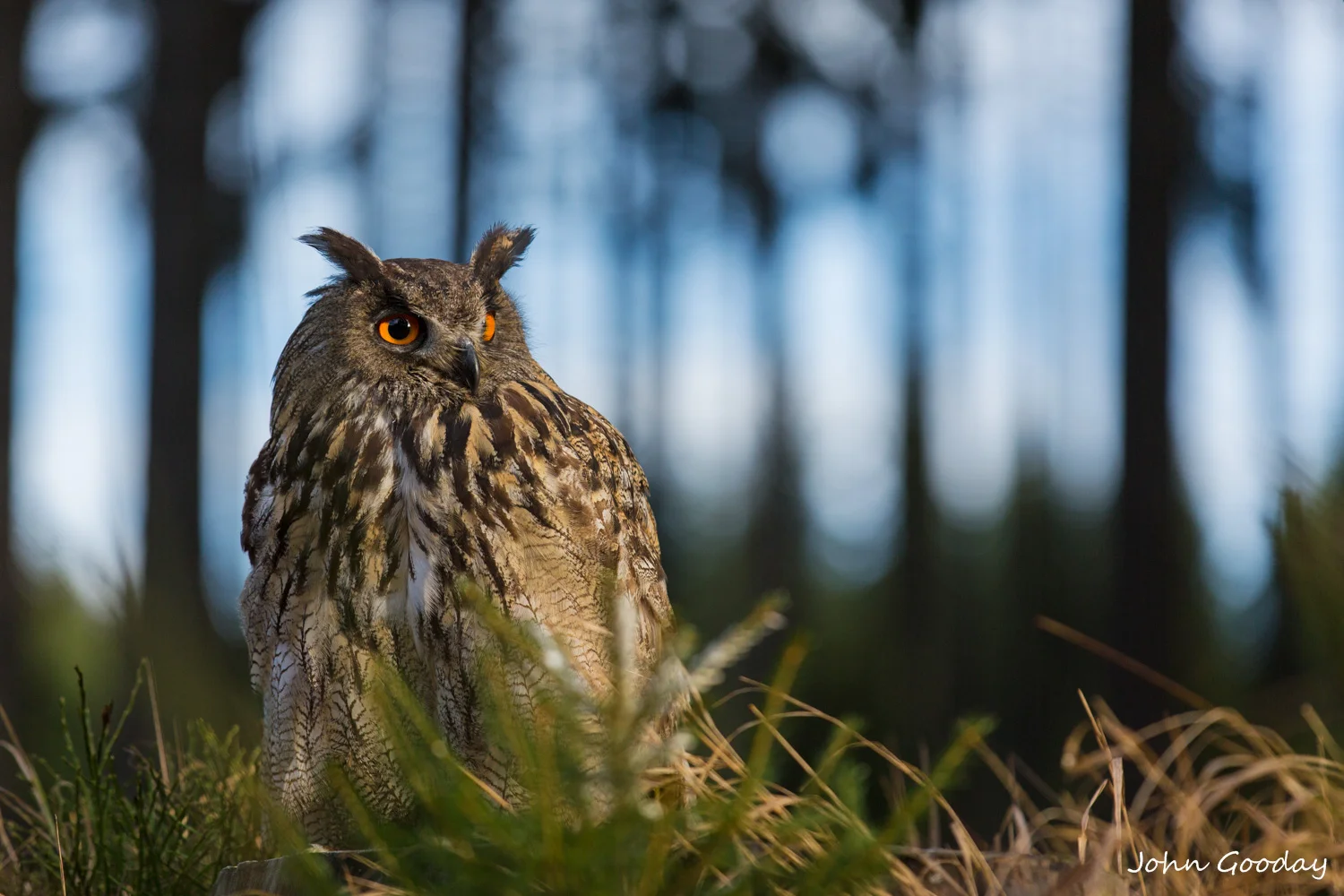 Eagle owl 8 bit sRGB  6565  Website.jpg
