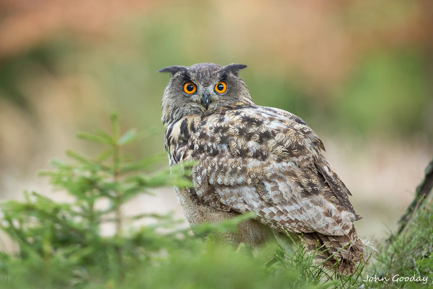 eagle owl 16 bit AdobeRGB _70R1655  Website.jpg