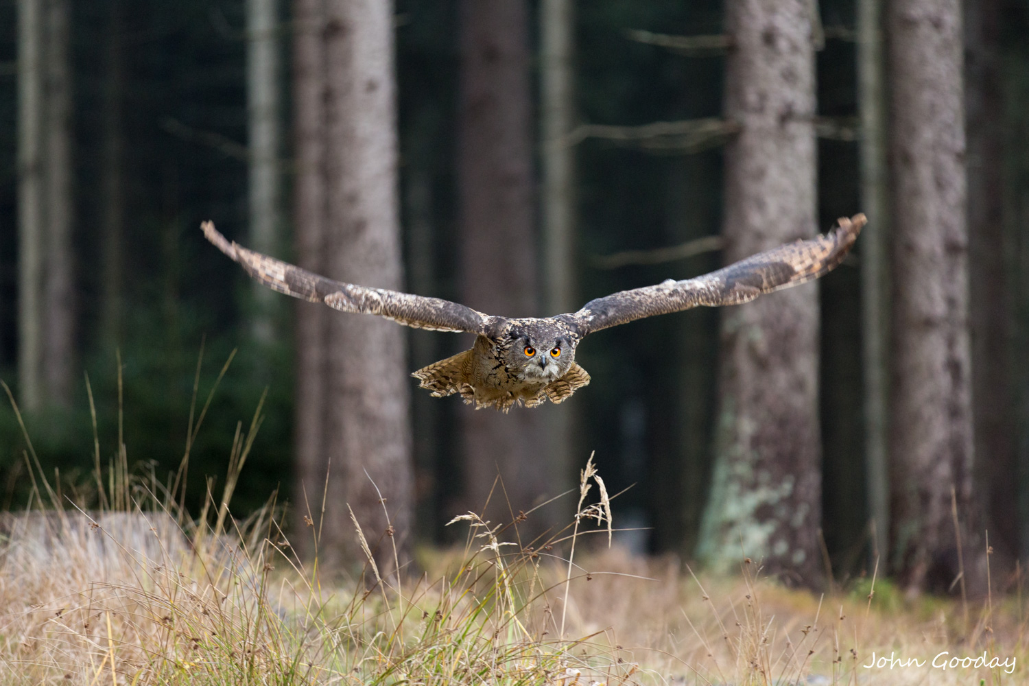 Eagle owl 16 bit AdobeRGB 6058  Website.jpg