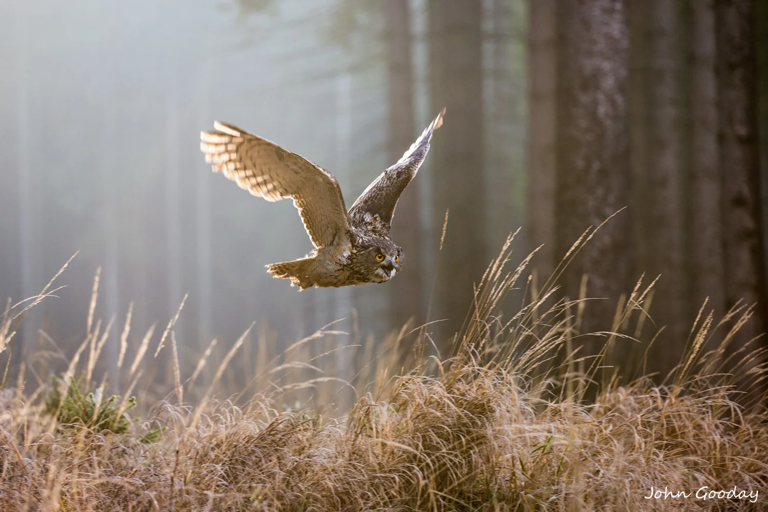 eagle owl 16 bit sRGB -6072  Website.jpg