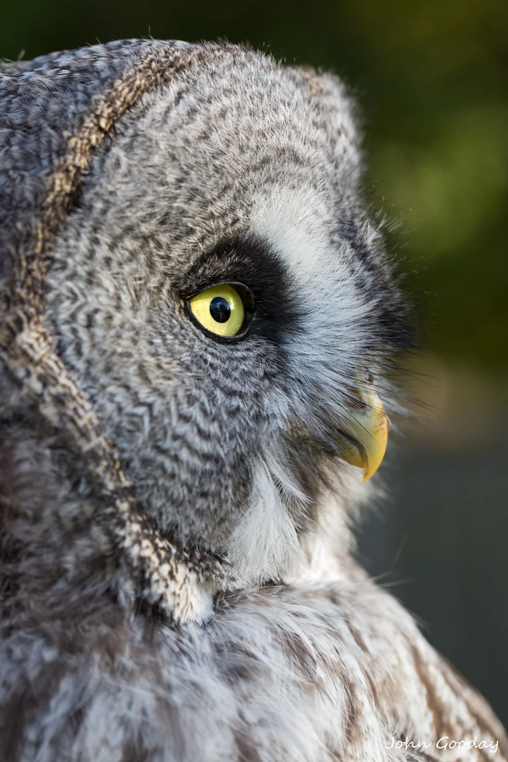 Grea grey owl close-up MASTER t-5965  Website.jpg