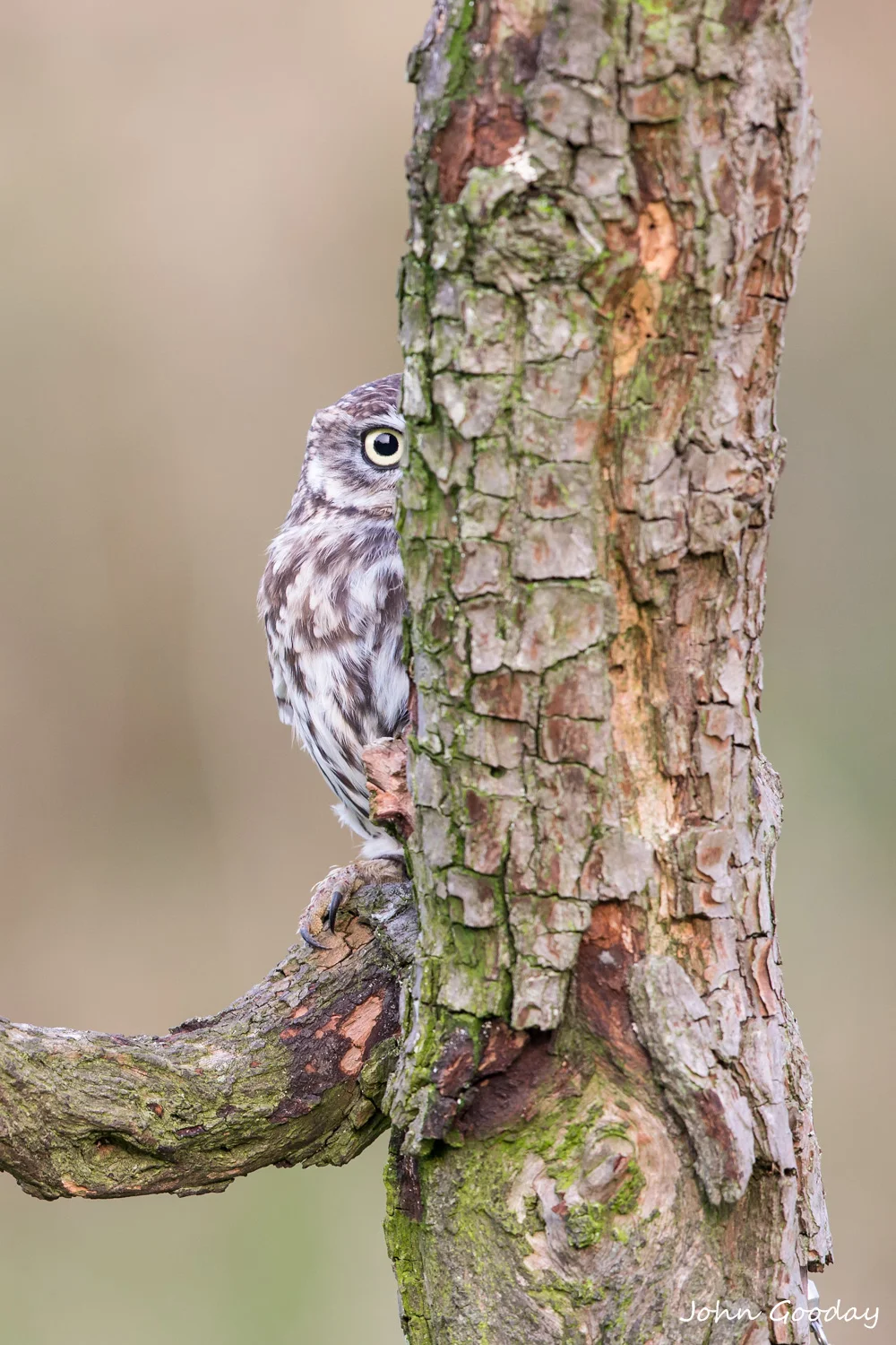 little owl _70R6248  Website.jpg