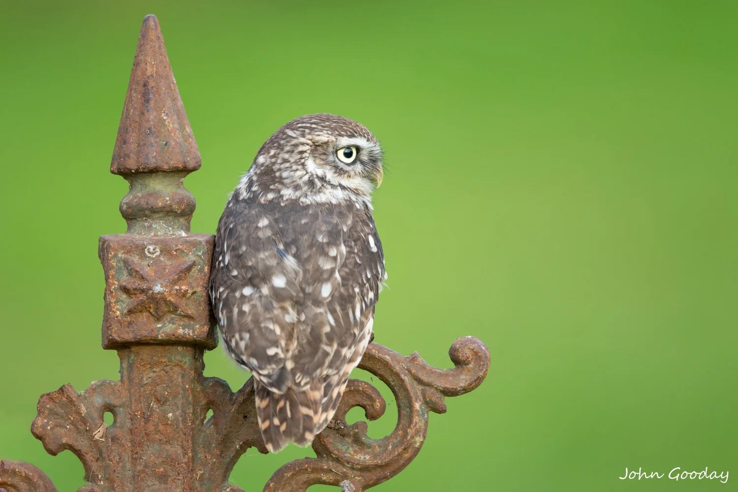 little owl railing _70R6166  Website.jpg