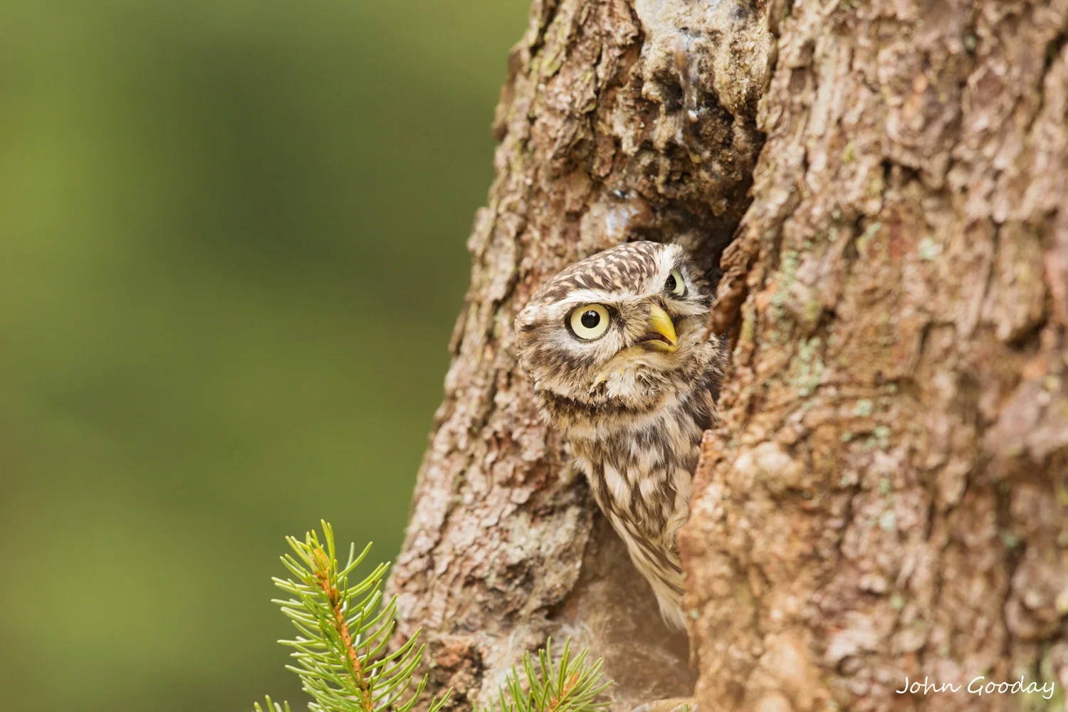 little owl 8 bit sRGB _U__8206  Website.jpg