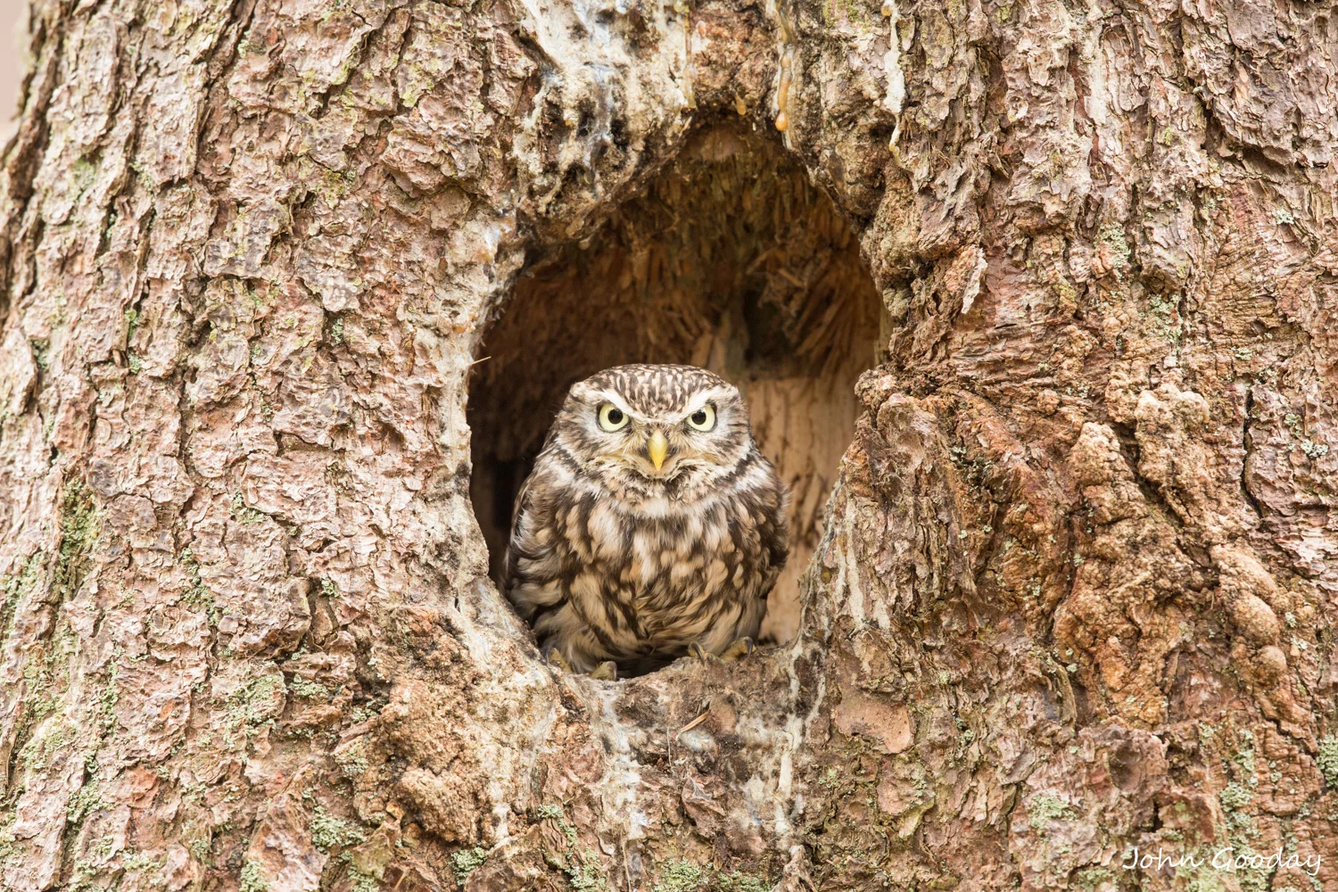 little owl_U__8115  Website.jpg