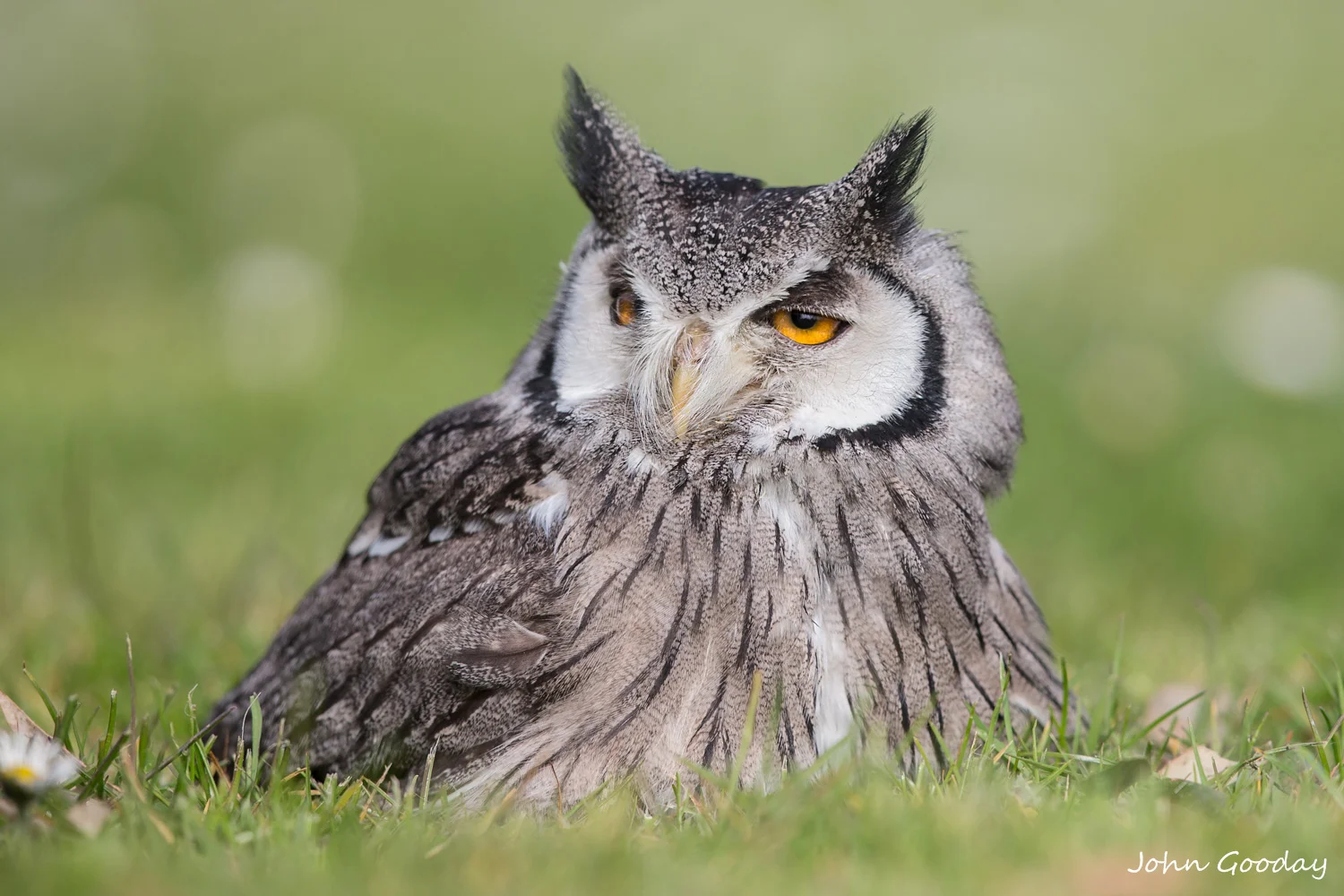 scops owl 8 bit sRGB  _70R7631  Website.jpg