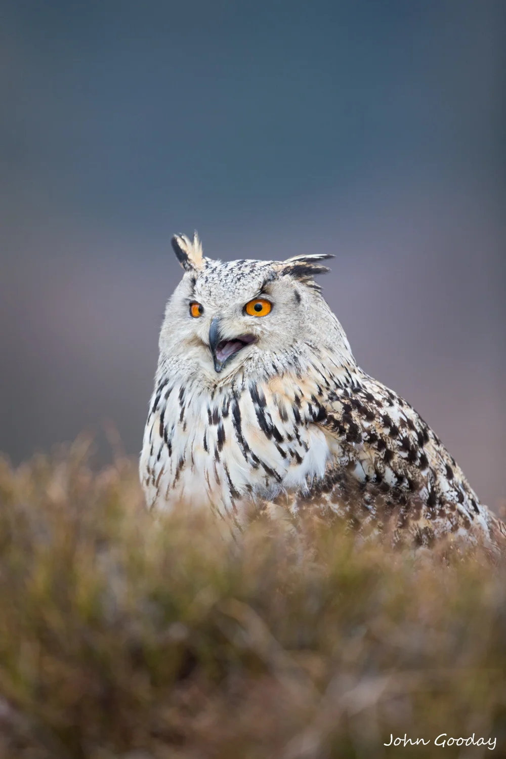 siberean eagle owl 8 bit sRGB  D70R6601  Website.jpg