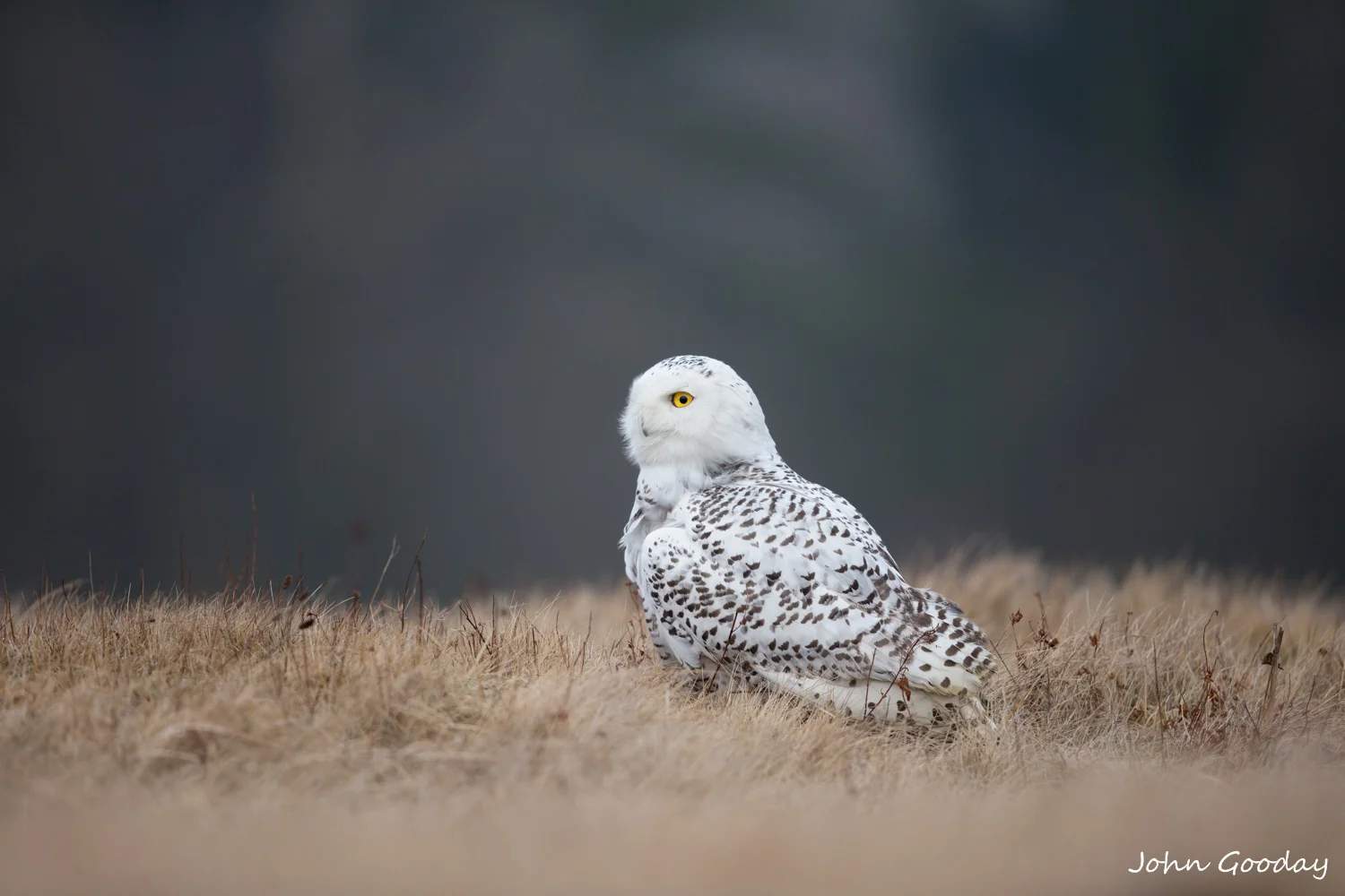 snowy owl 8 bit sRGB  _70R8893  Website.jpg