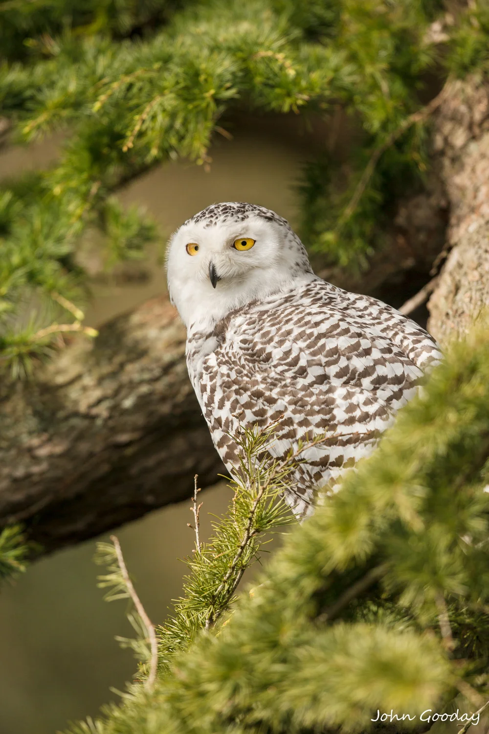 snowy owl 8 bit sRGB  _D5A0178  Website.jpg