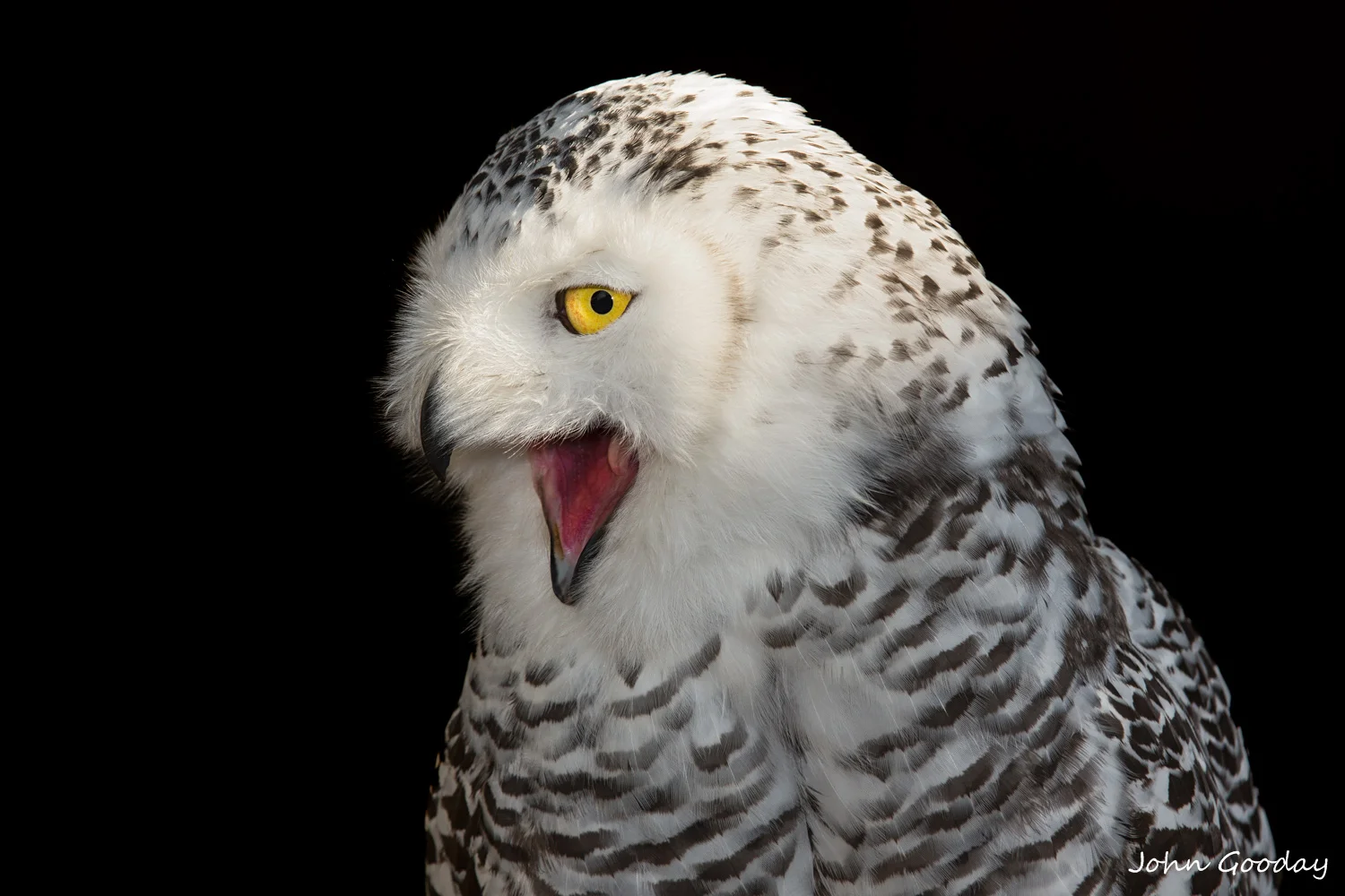 snowy owl 8 bit sRGB  3869  Website.jpg