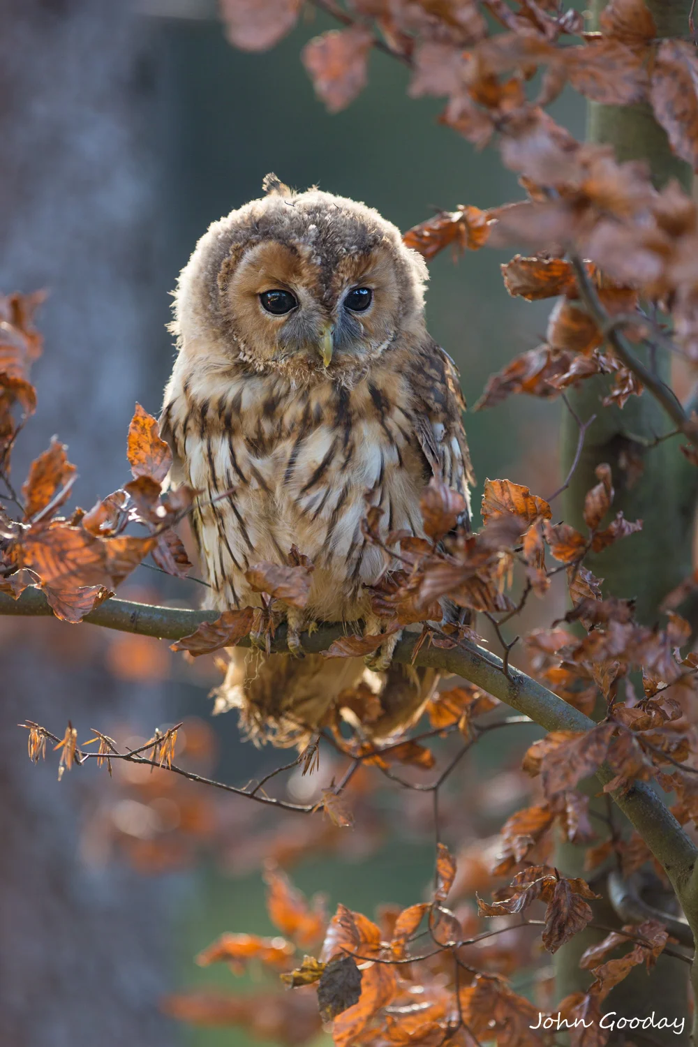 Tawny owl 8 bit sRGB -7266  Website.jpg