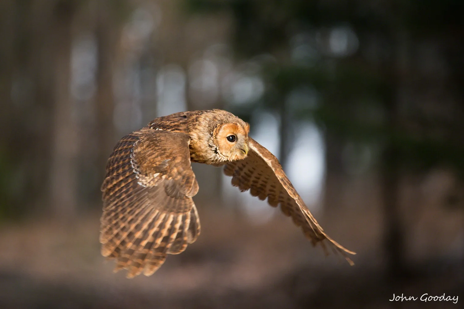 Tawny owl 8 bit sRGB DIGIMARC  D70R8641  Website.jpg