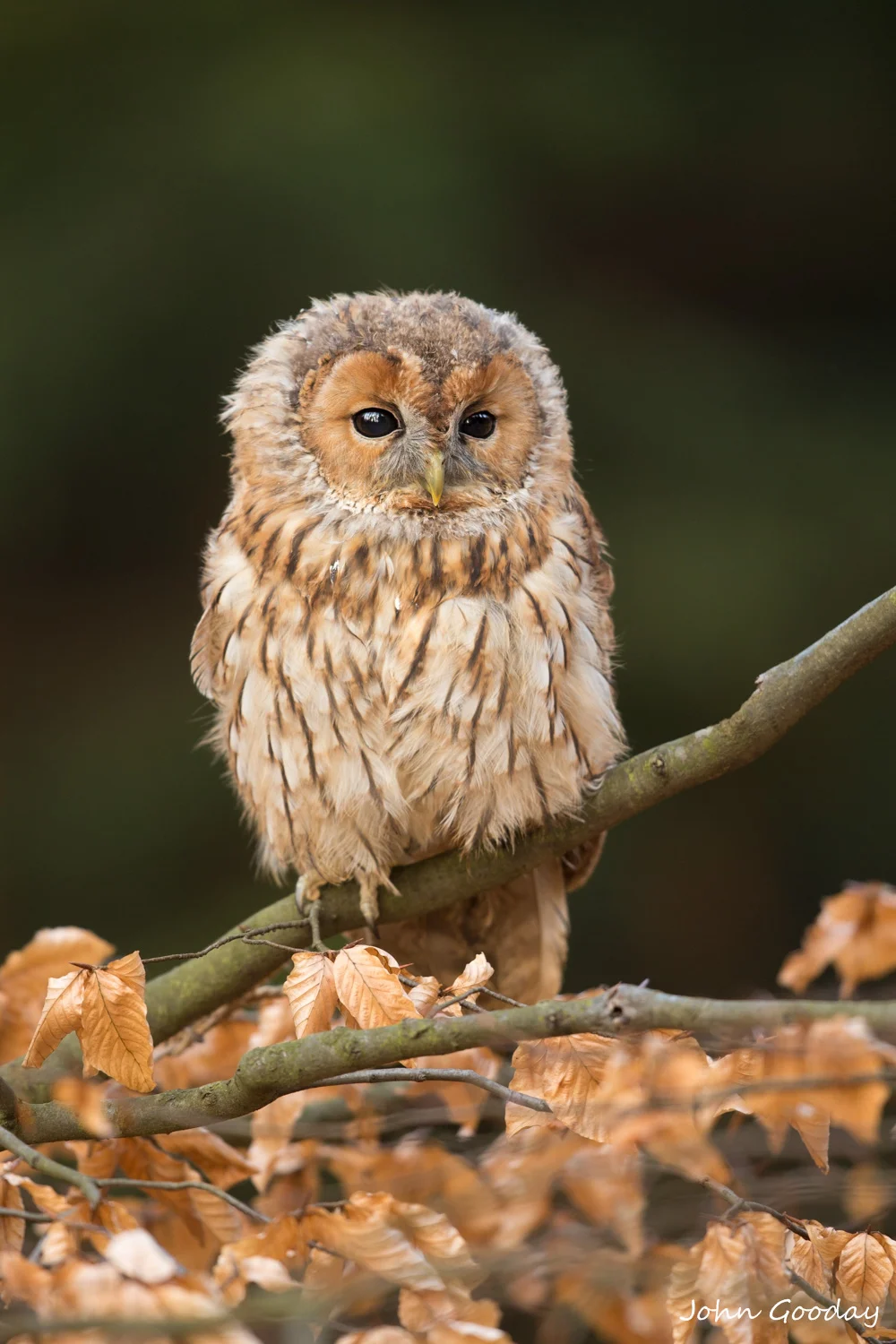 tawny owl 16 bit AdobeRGB  D70R8723  Website.jpg