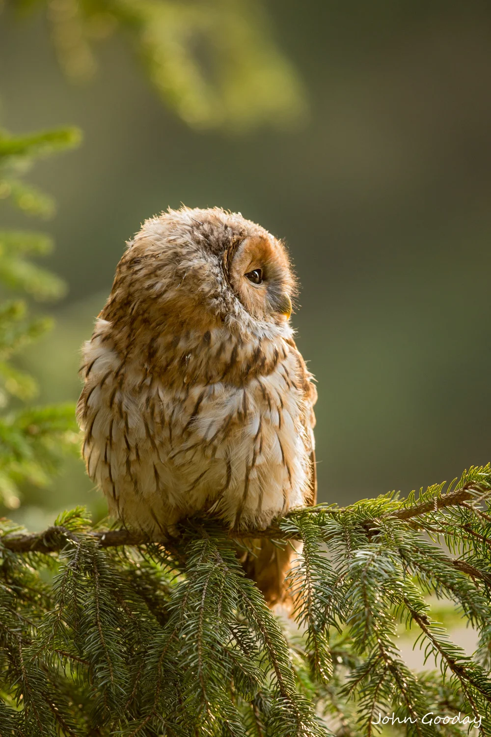 tawny owl 16 bit AdobeRGB D70R8782  Website.jpg