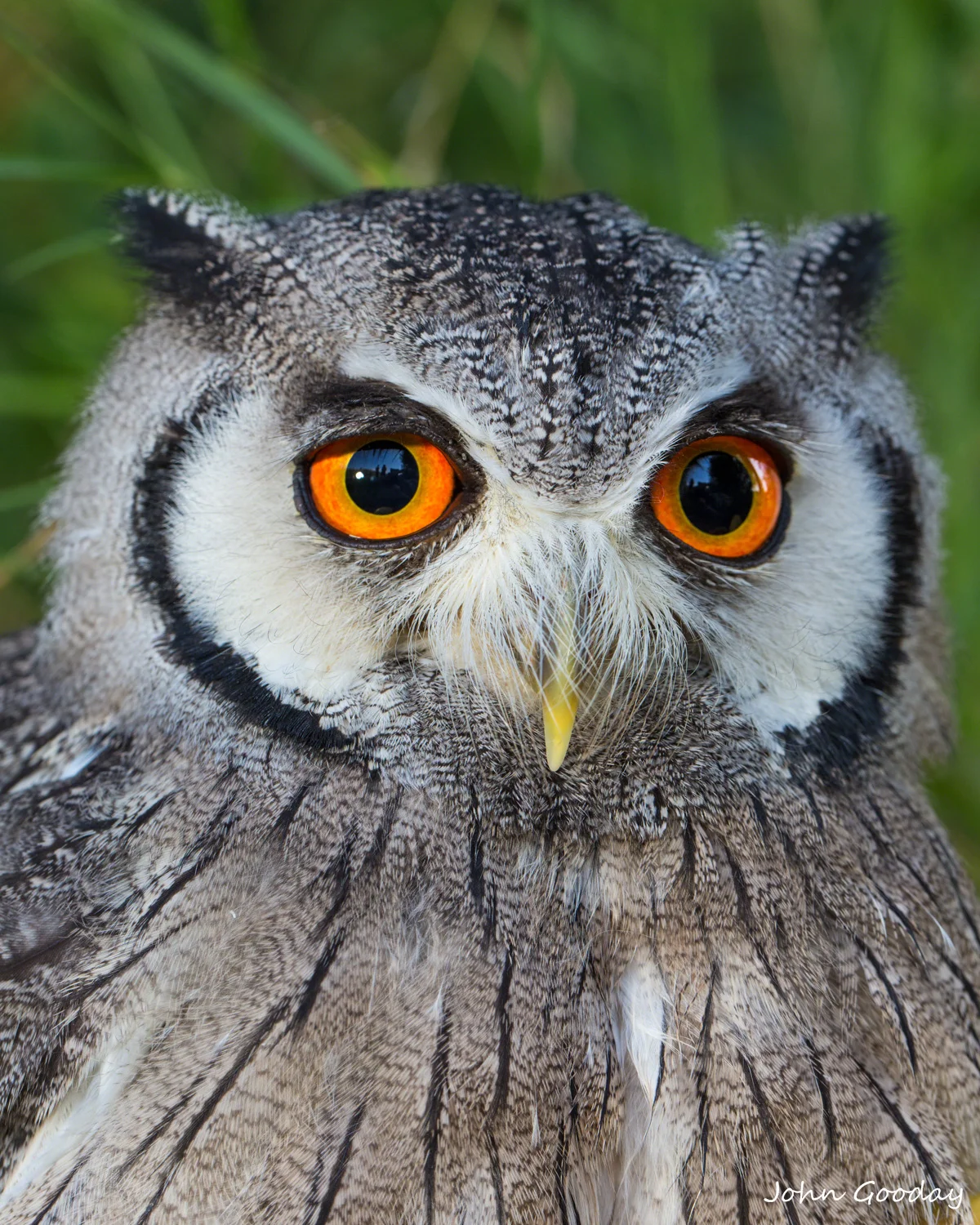 white-faced scops owl  close-uo 8 bit DIGIMARC sRGB 2428 as Smart Object-1  Website.jpg