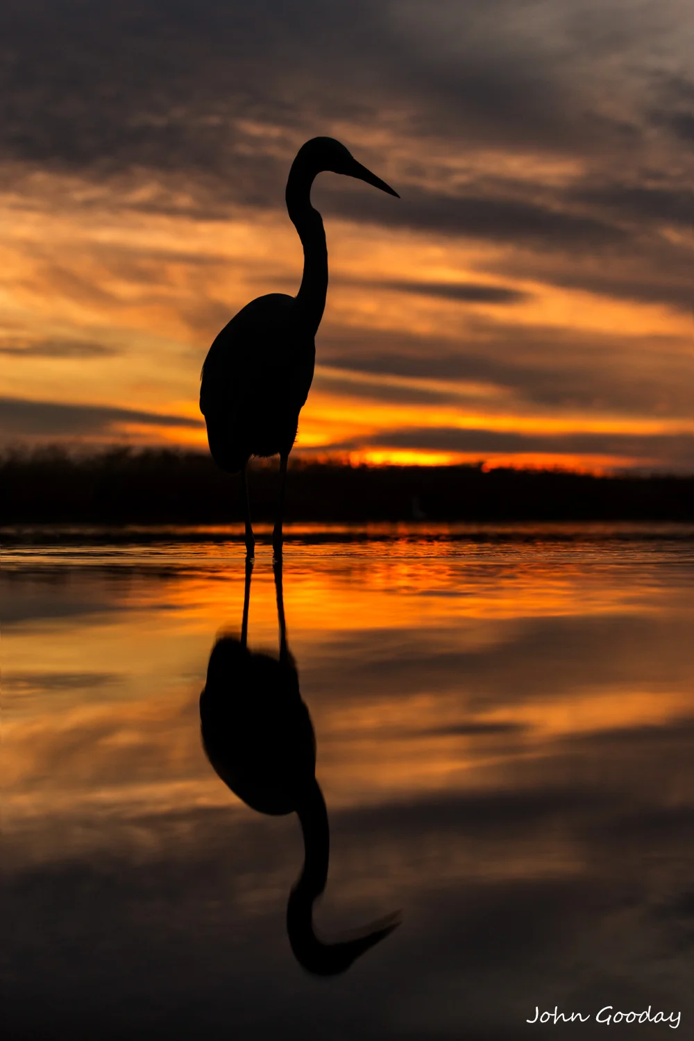 egret 8 bit sRGB  _UN_0820  Website.jpg