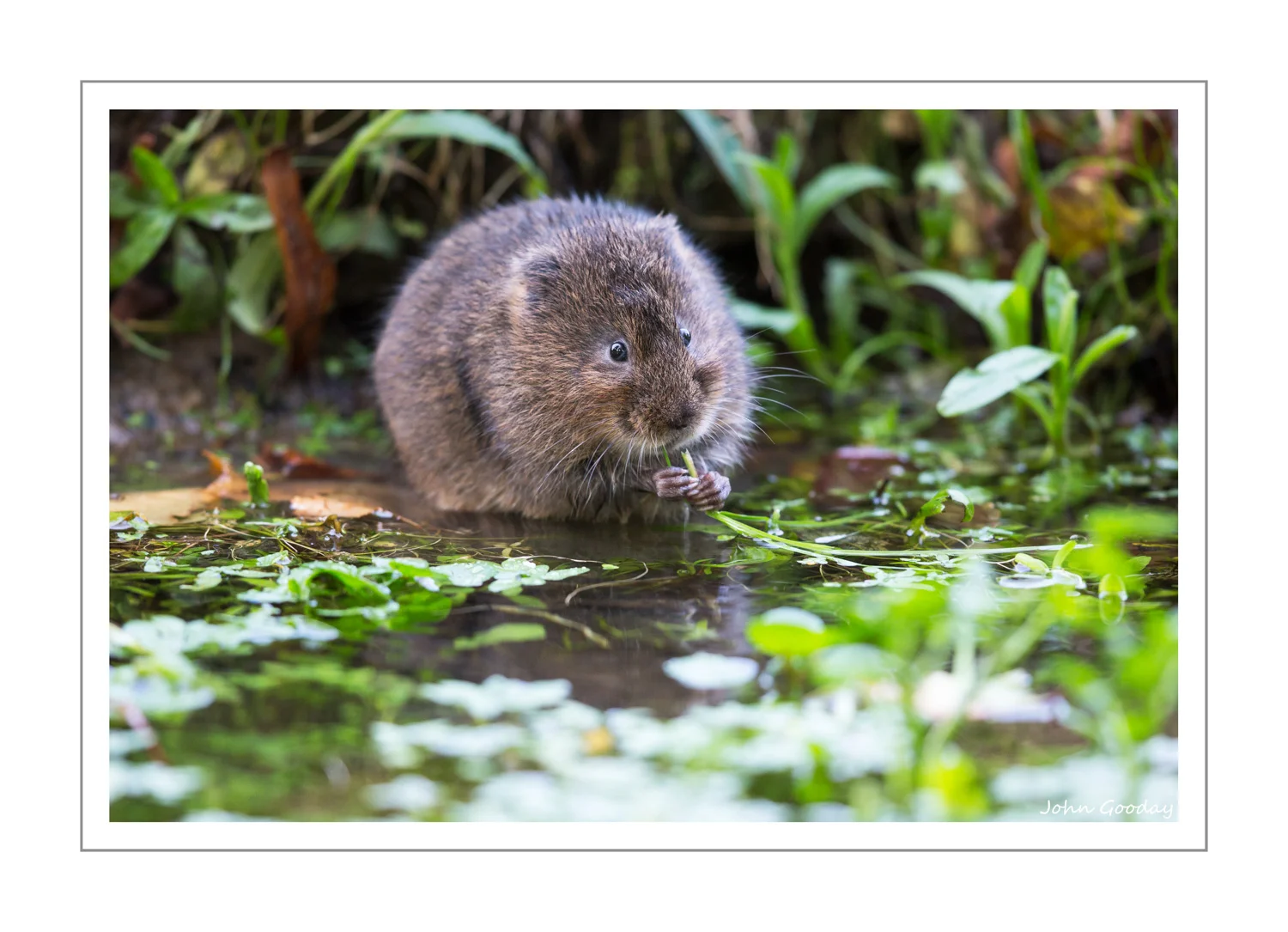 (Image: Canon EOS 1DX, EF500mm f/4L IS II, 1/4 @ 1/160 sec, ISO 1000, tripod)