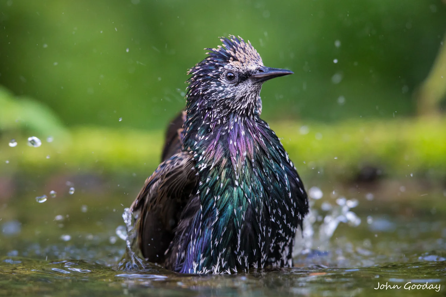 A portable reflecting pool for garden bird photography
