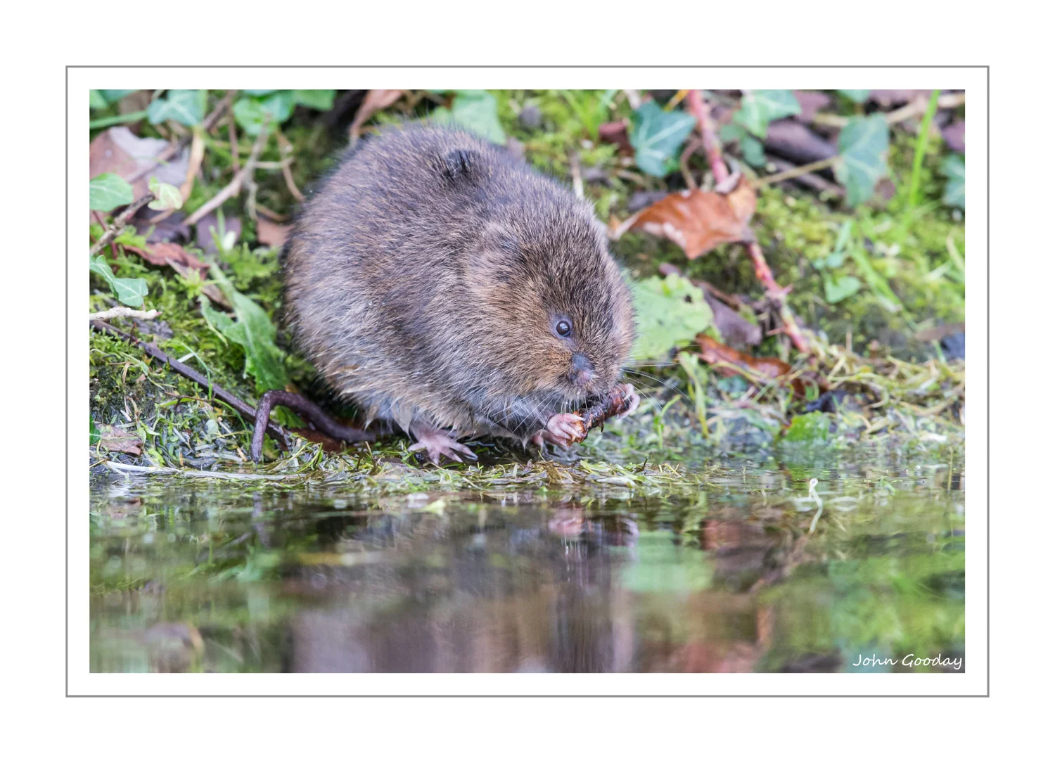 Vole-ing update