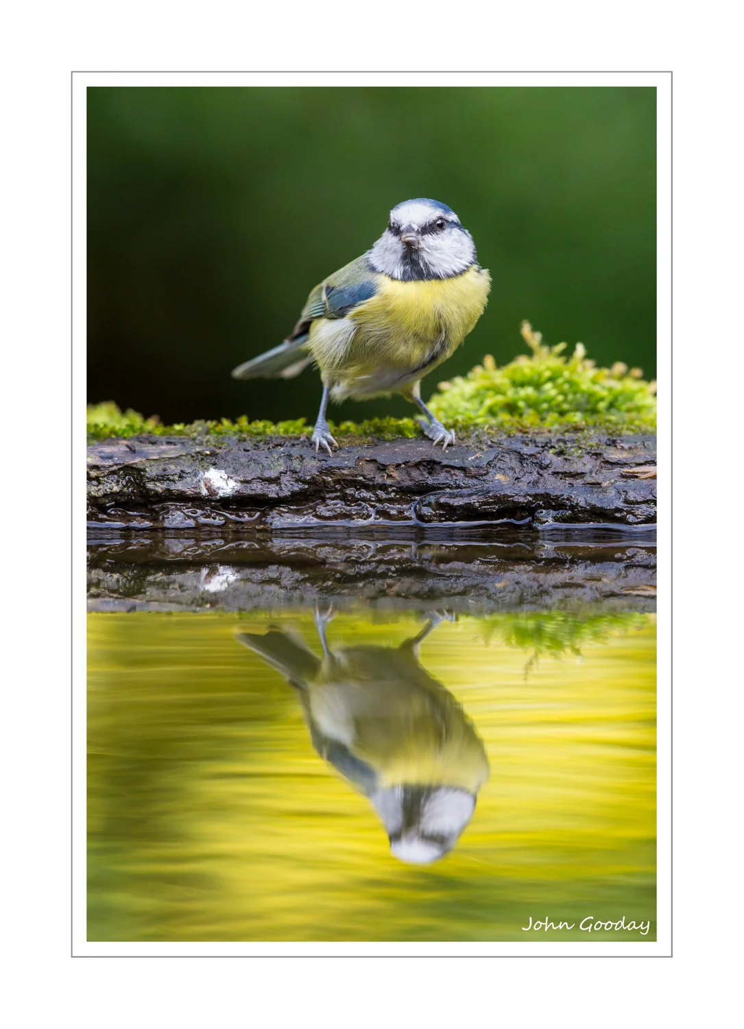 (Image: Blue Tit reflected in the water tray. Canon EOS 1DX, EF500mm f/4L IS II + 12mm extension tube, 1/640 sec @ f/5, ISO 1600)