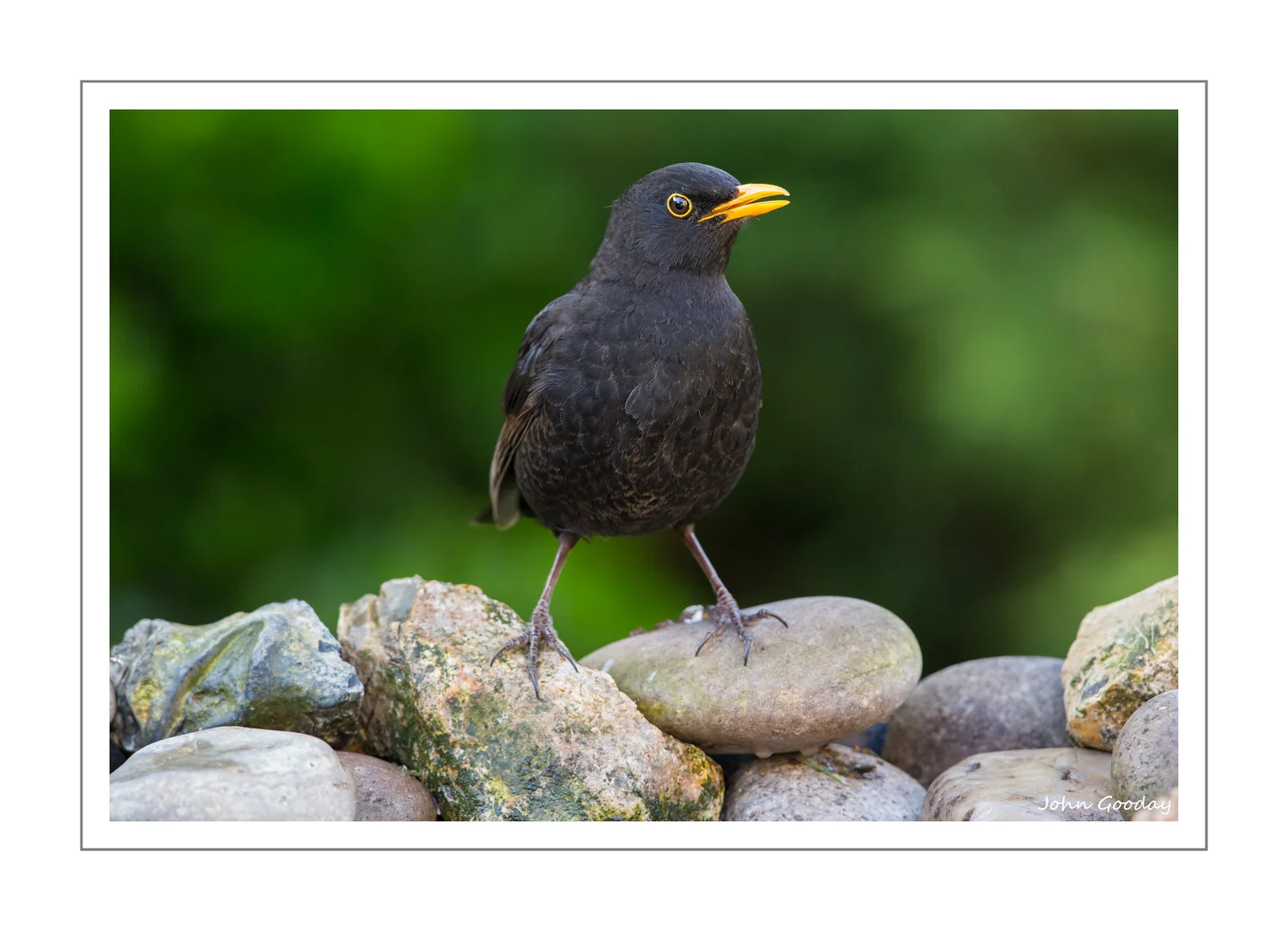 (Image: Male Blackbird standing on pebbles at the far end of the tray. Canon EOS 5D Mark III, EF500mm f/4L IS II, 1/160 sec @ f/7.1, ISO 1600, tripod, hide)