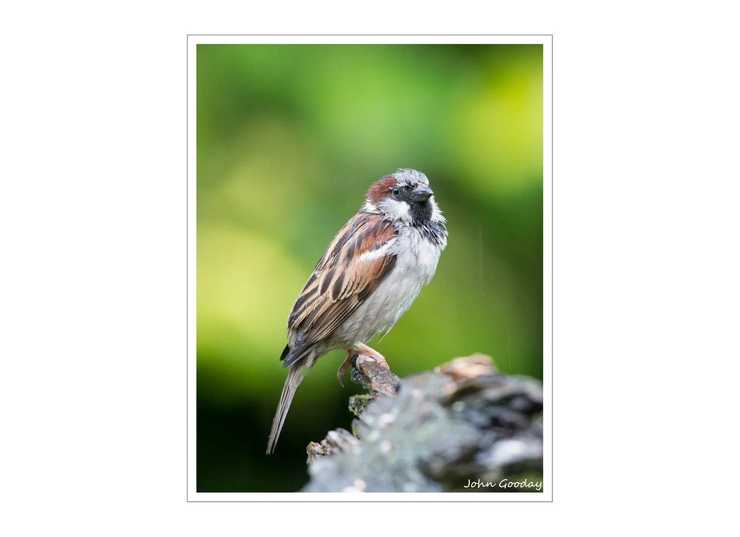 (Image: Rain-soaked House Sparrow photographed on one of the large branches placed along the side of the tray. Canon EOS 1DX, EF500mm f/4L IS II + 12mm extension tuve, 1/200 sec @ f/5, ISO 4000, tripod, hide)