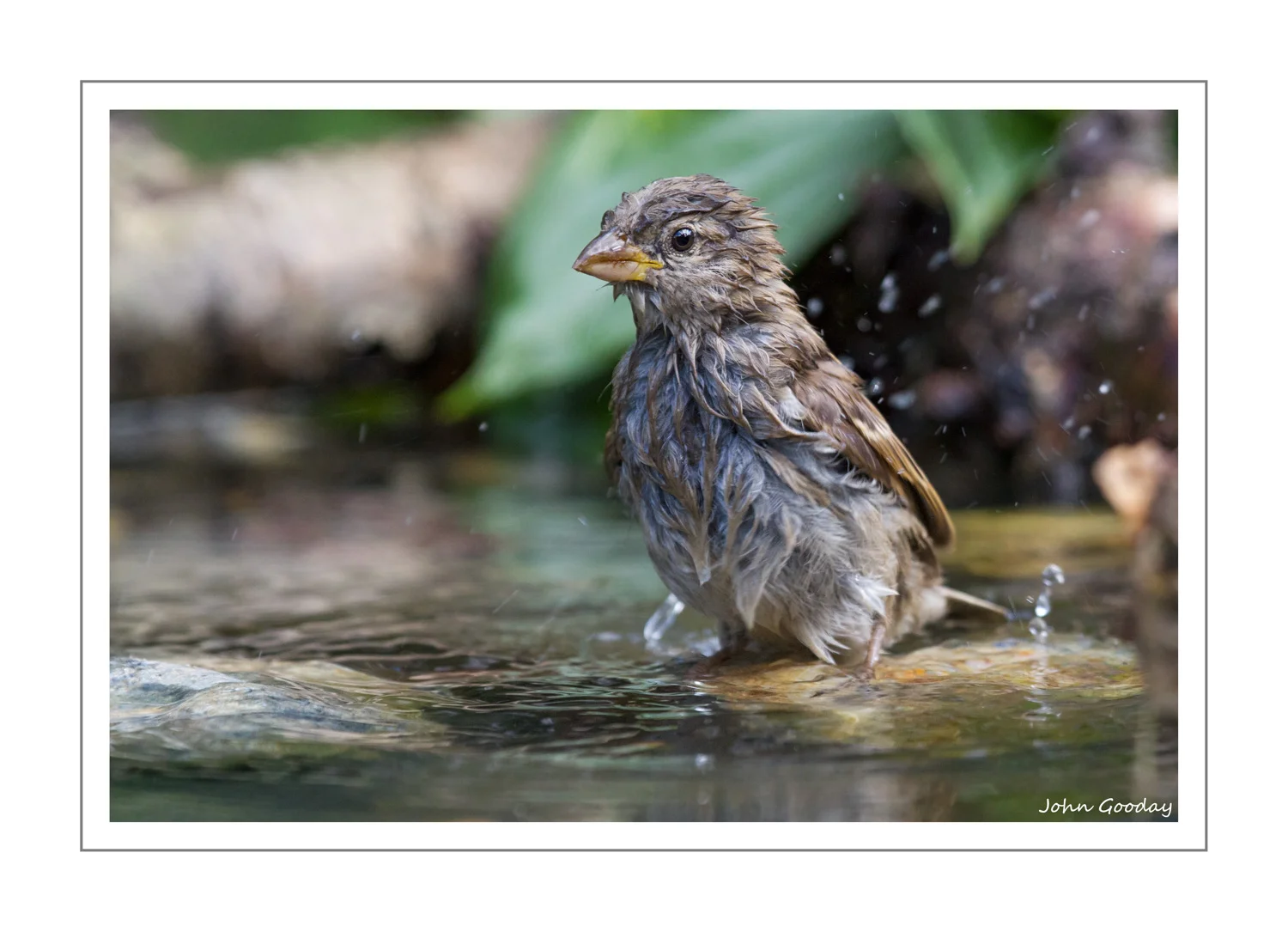 (Image: female House Sparrow. Canon EOS7D, EF100-400mm f/4.5-5.6L IS, 1/500 sec @ f/6.3, ISO 1600, tripod, hide)