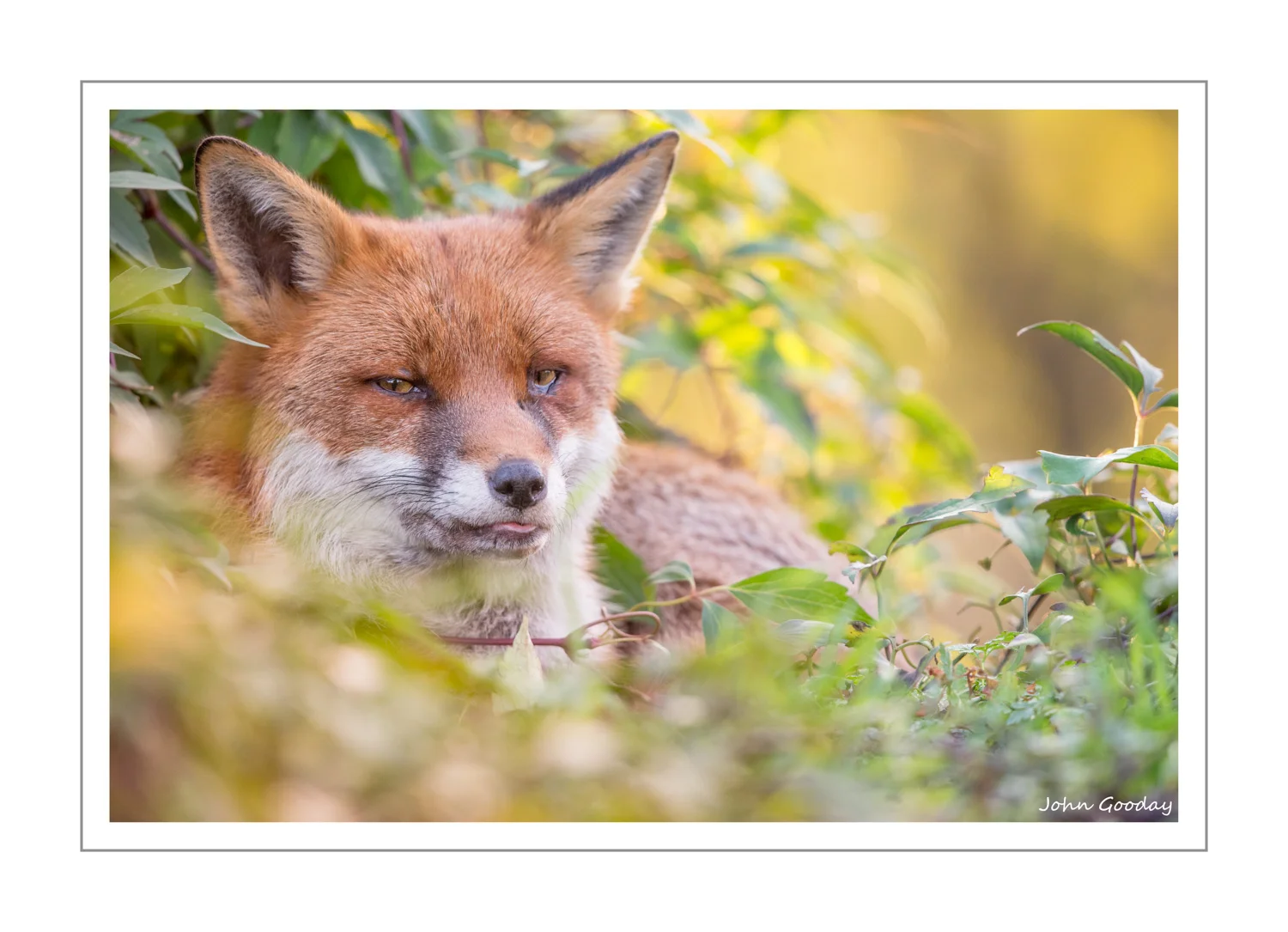 (Image: female Fox resting on a Clematis-covered flat roof. Canon EOS 1DX, EF500mm f/4L IS II + 1.4x III, 1/500 sec @ f/5.6, ISO 2000)