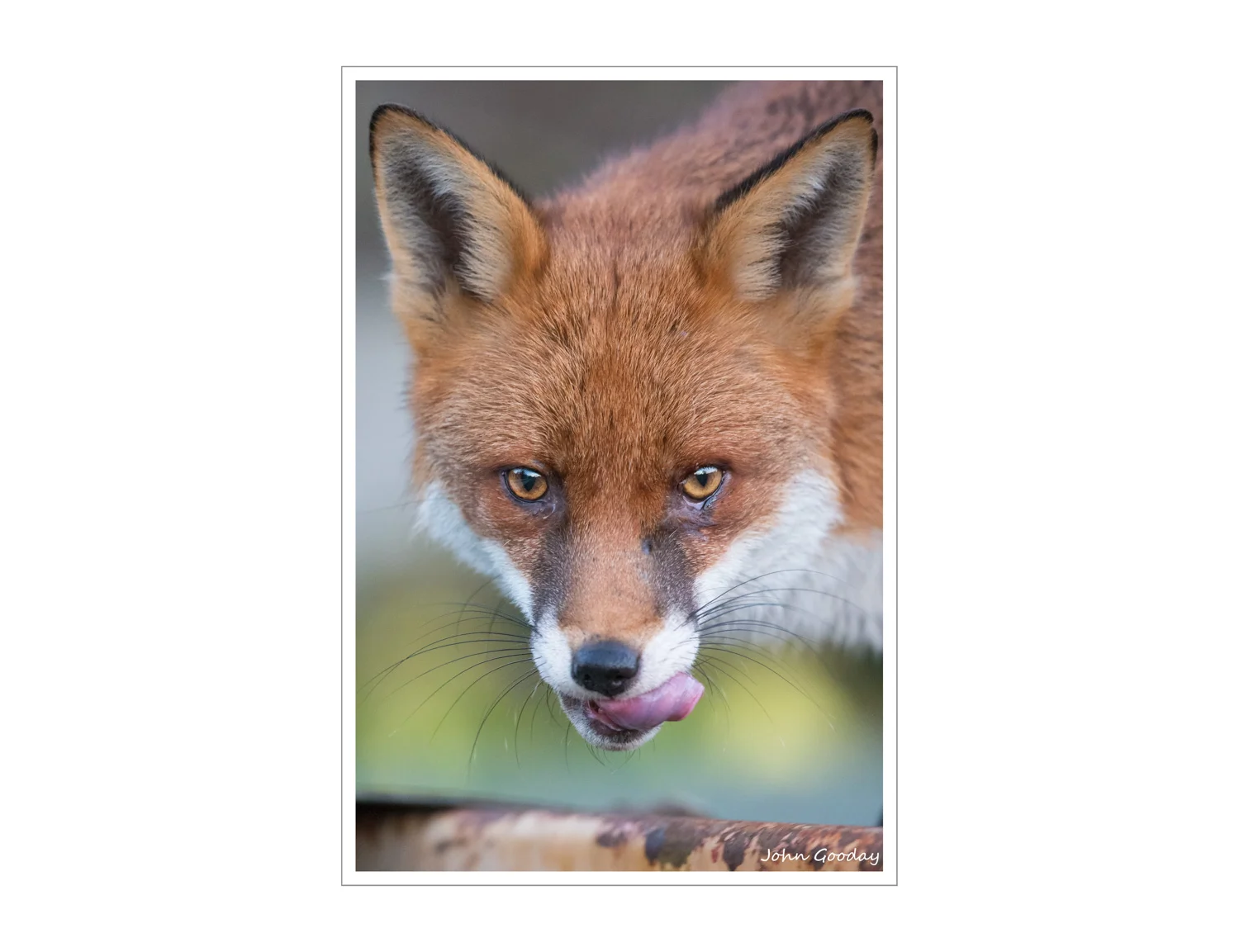 (Image: Watching the photographer from a shed roof. Canon EOS 1DX, EF500mm f/4L IS II, 1/250 sec @ f/4L IS II, 1/250 sce @ f/4, ISO 4000)