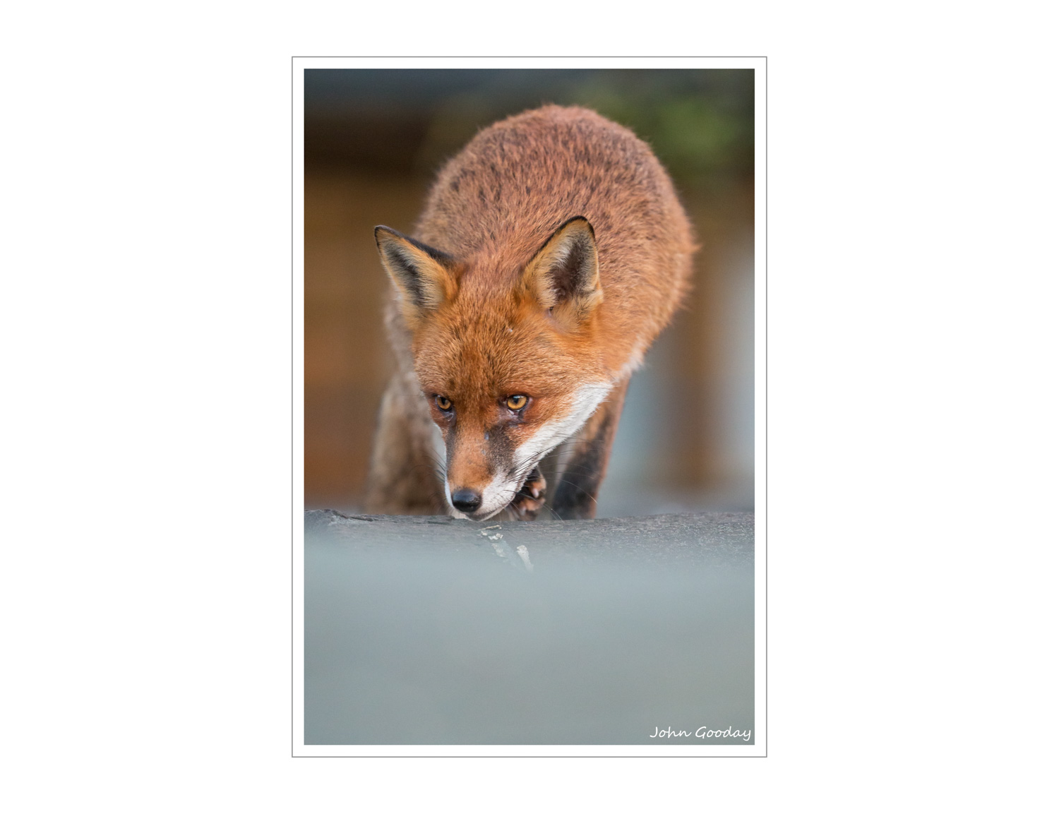 (Image: Urban Fox on the prowl. Canon EOS 1DX, EF500mm f/4L IS II. 1/320 sec @ f/4, ISO 5000)