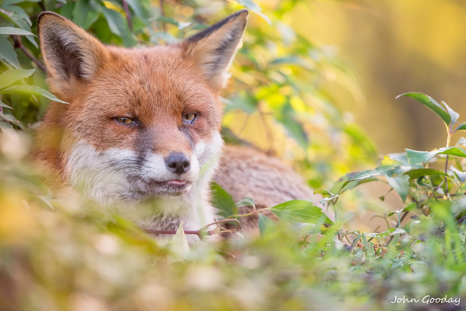 High-rise living, Urban Fox-style