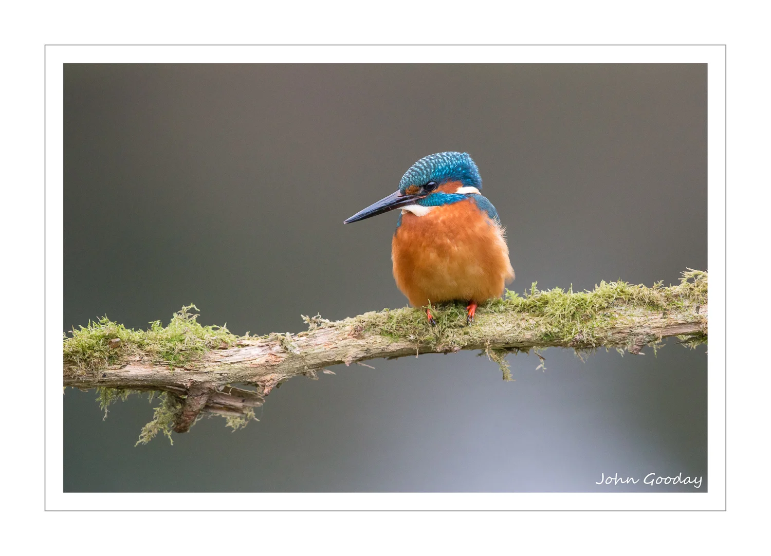 Canon EOS 1DX, EF500mm f/4L IS II 1/400th sec @ f/75.6, ISO 3200, tripod, hide