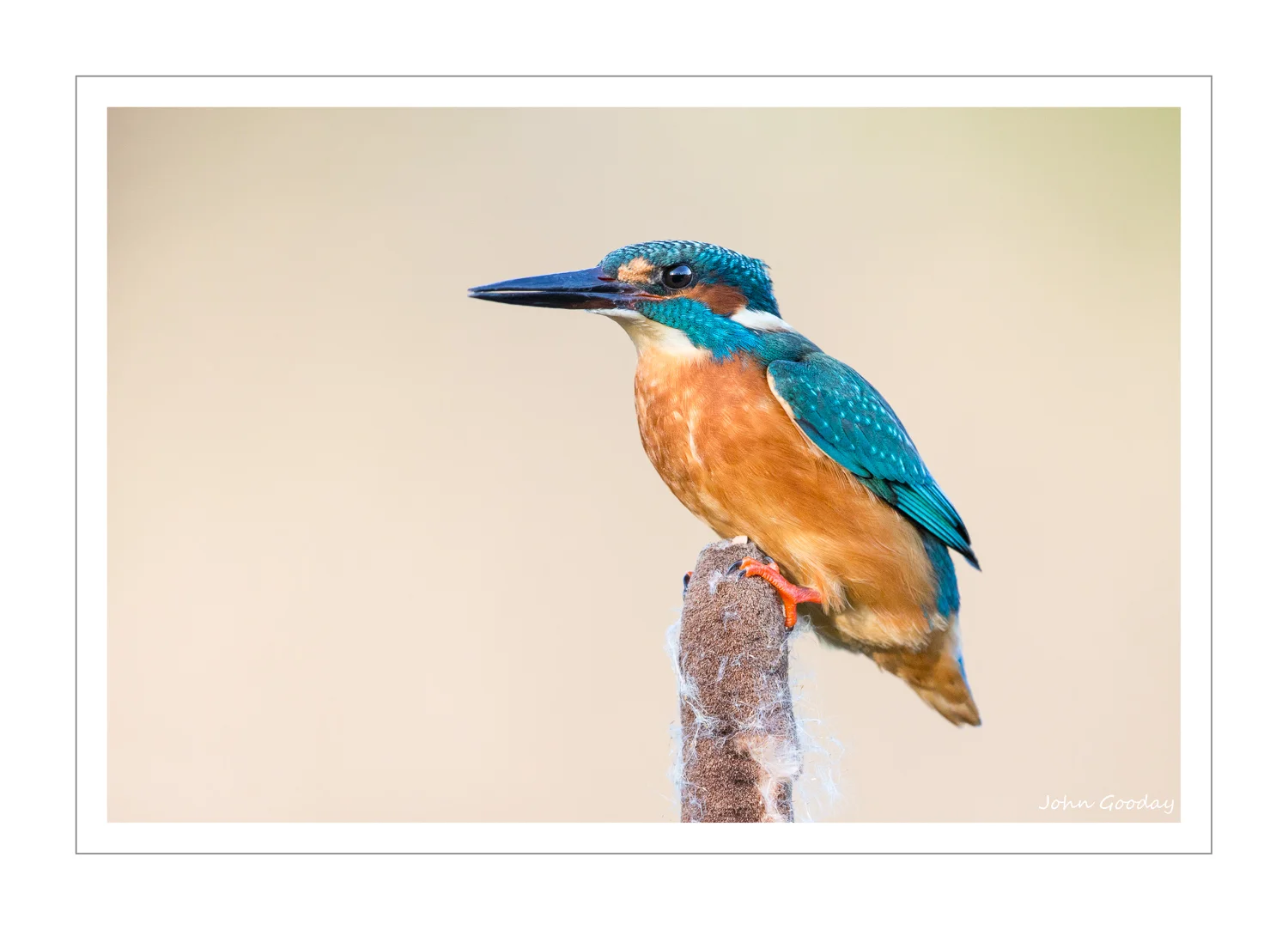 Canon EOS 1DX, EF500mm f/4L IS II + 1.4x III, 1/1000th sec @ f/7.1, ISO 2000, tripod with Uniqball head, hide
