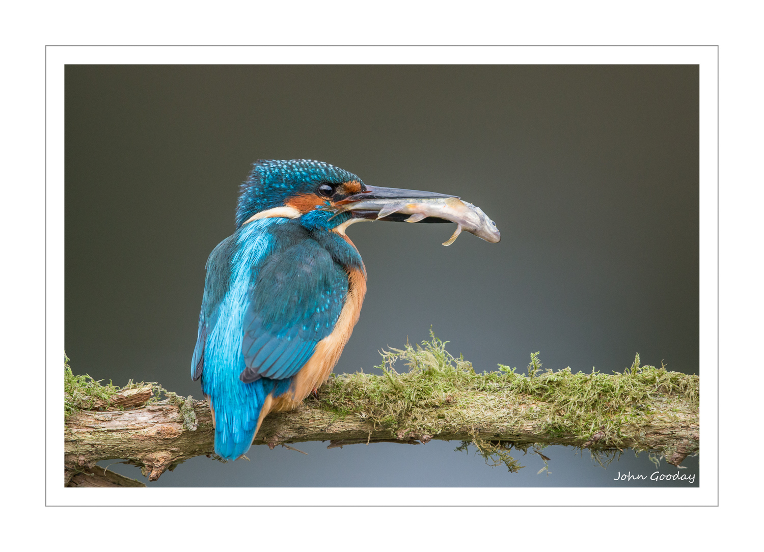 Northern Kingfishers