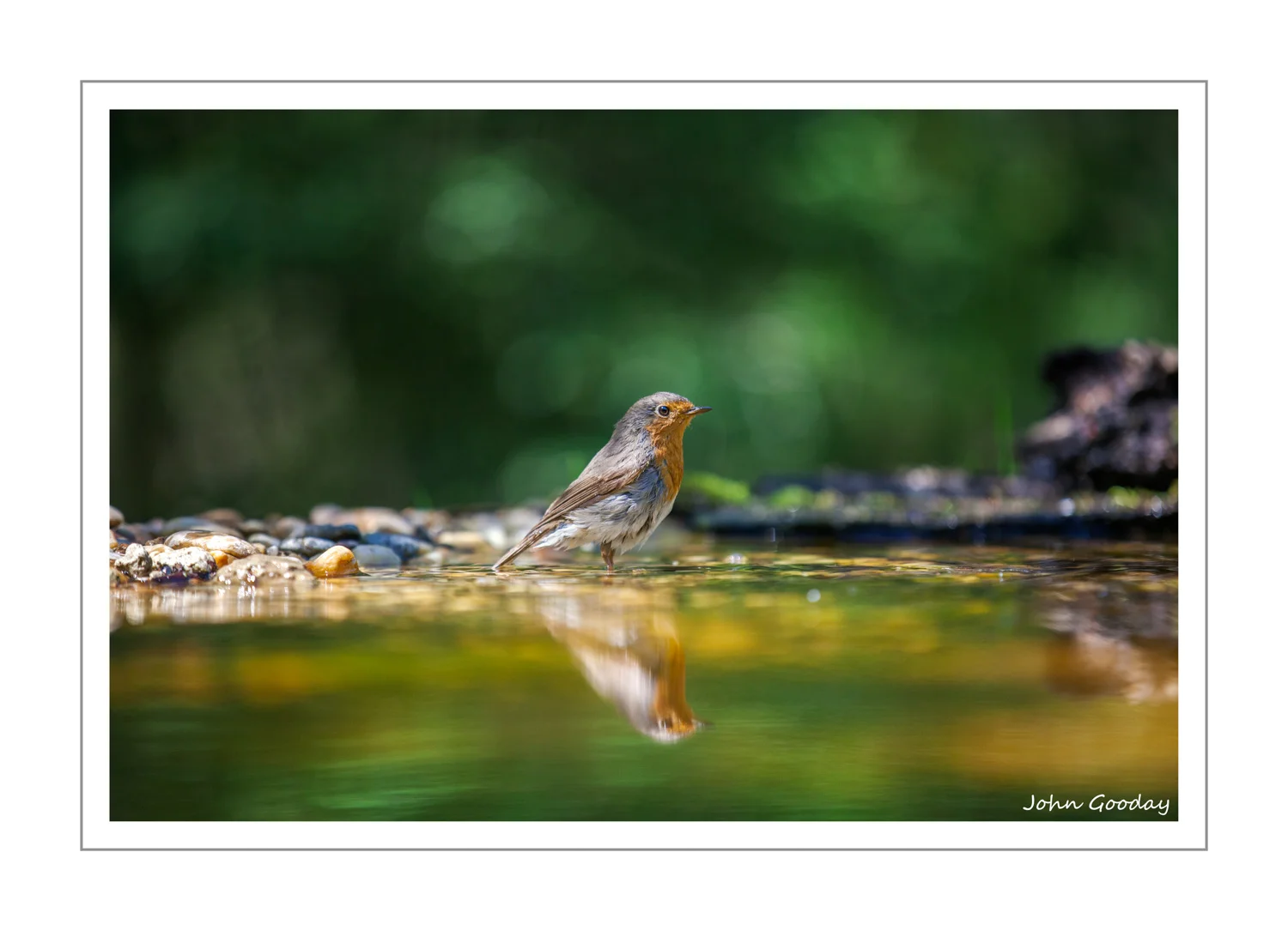 (Image: European Robin. Canon EOS 5D Mark II, EF70-200mm f/2.L IS II, 1/640 sec @ f/2.8, ISO 640, tripod, hide)